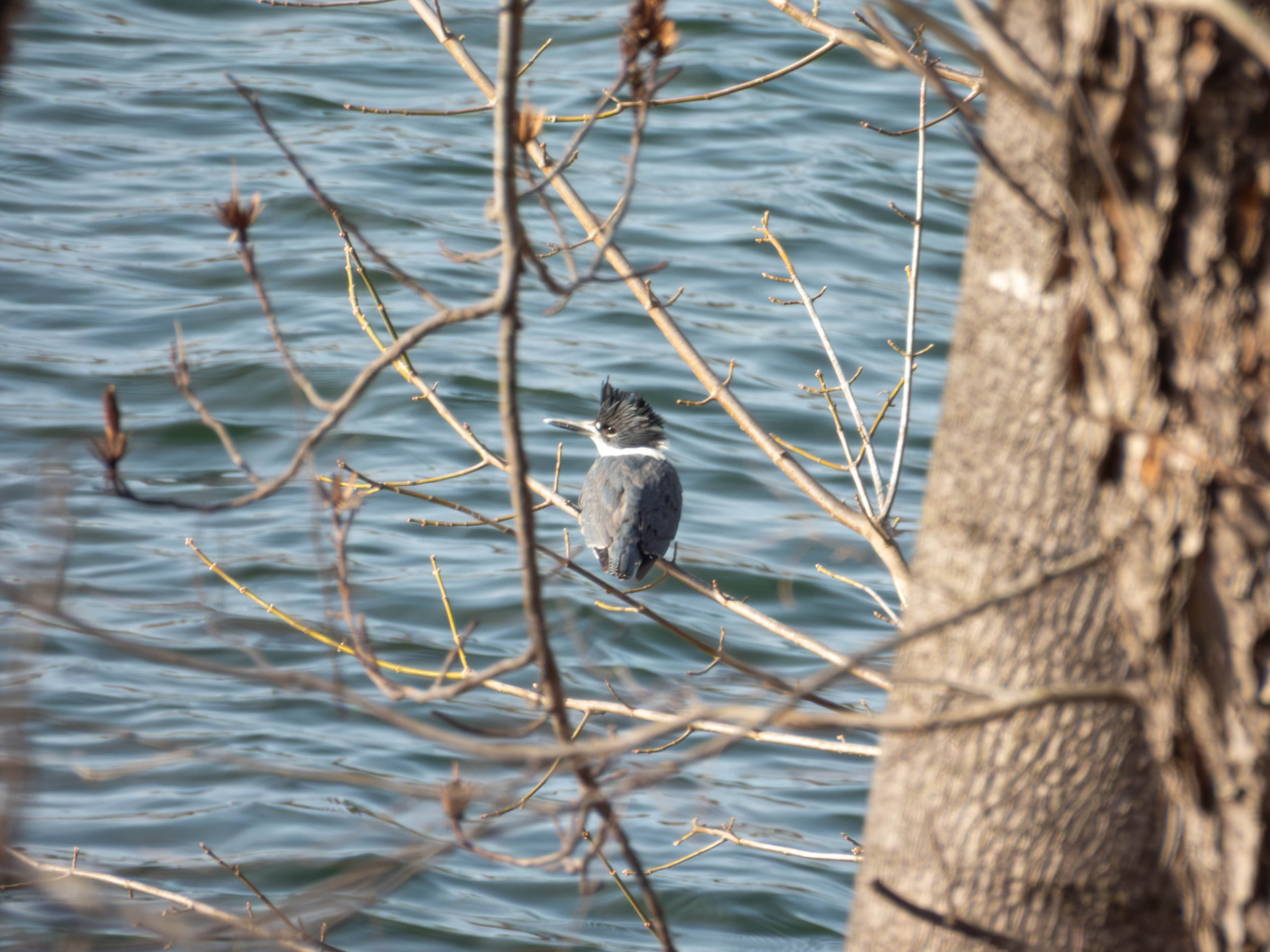 Unedited version of Belted Kingfisher. Their call is quite distinctive, making a lot of rapid low-pitched clicking sounds.