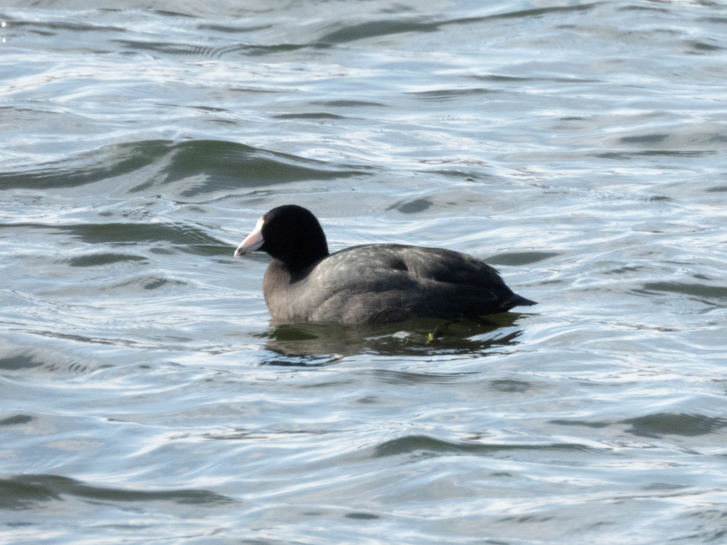 Unedited version of American Coot.