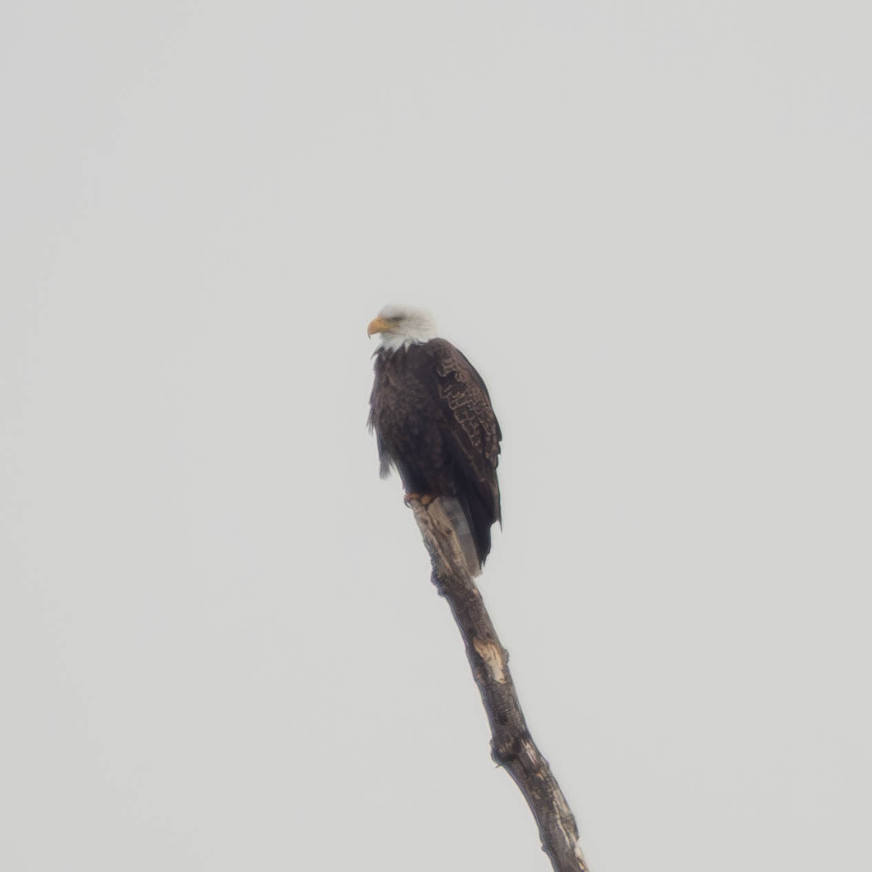 Bald Eagle.