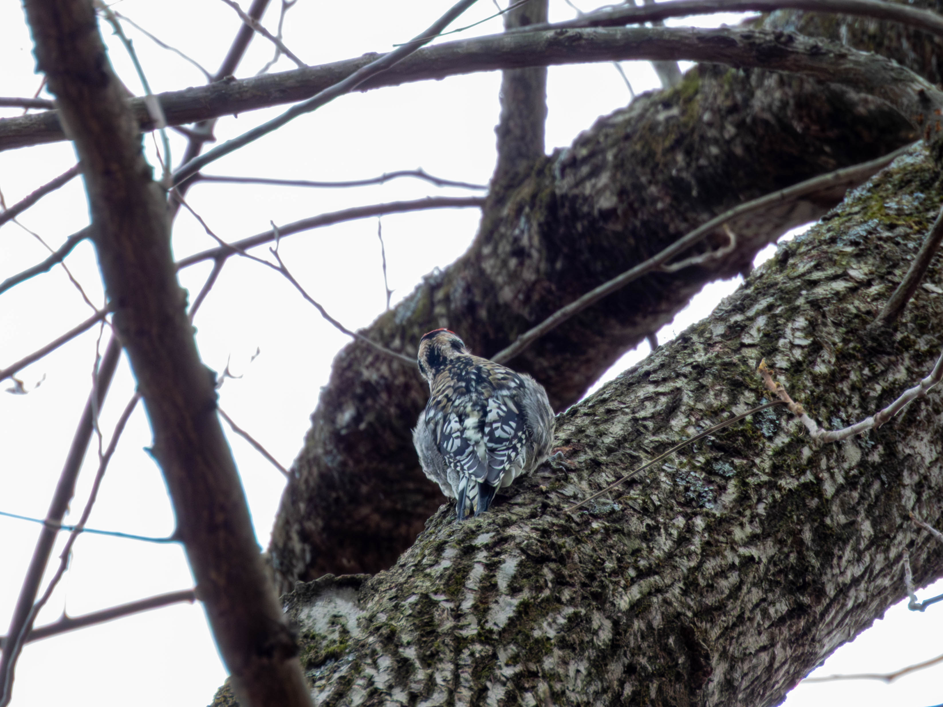 Yellow-bellied Sapsucker. Main way of IDing it for me right now is contrastive -- it doesn't look like a downy, hairy, red-bellied, or pilated.