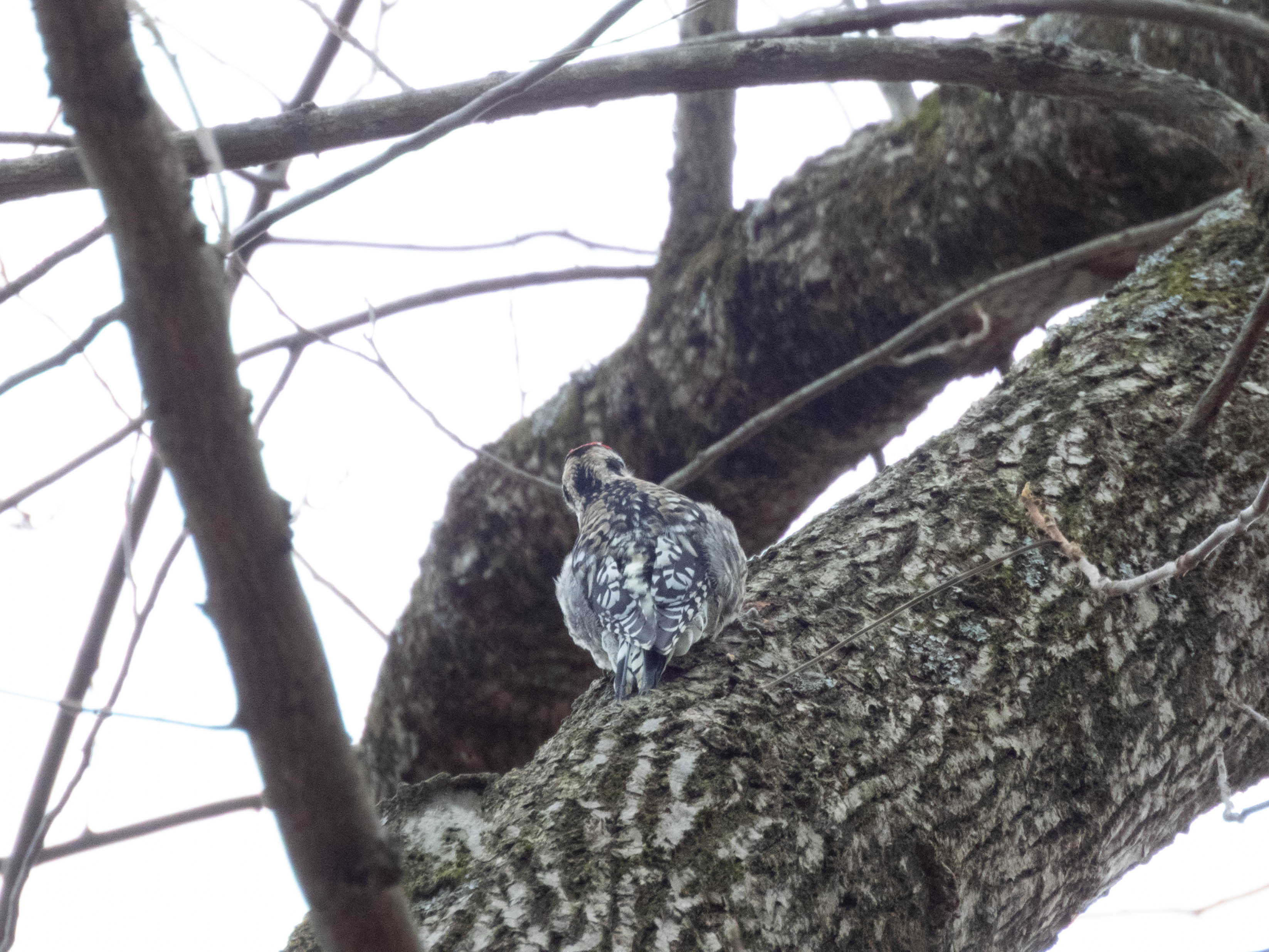 Unedited version of Yellow-bellied Sapsucker. Main way of IDing it for me right now is contrastive -- it doesn't look like a downy, hairy, red-bellied, or pilated.