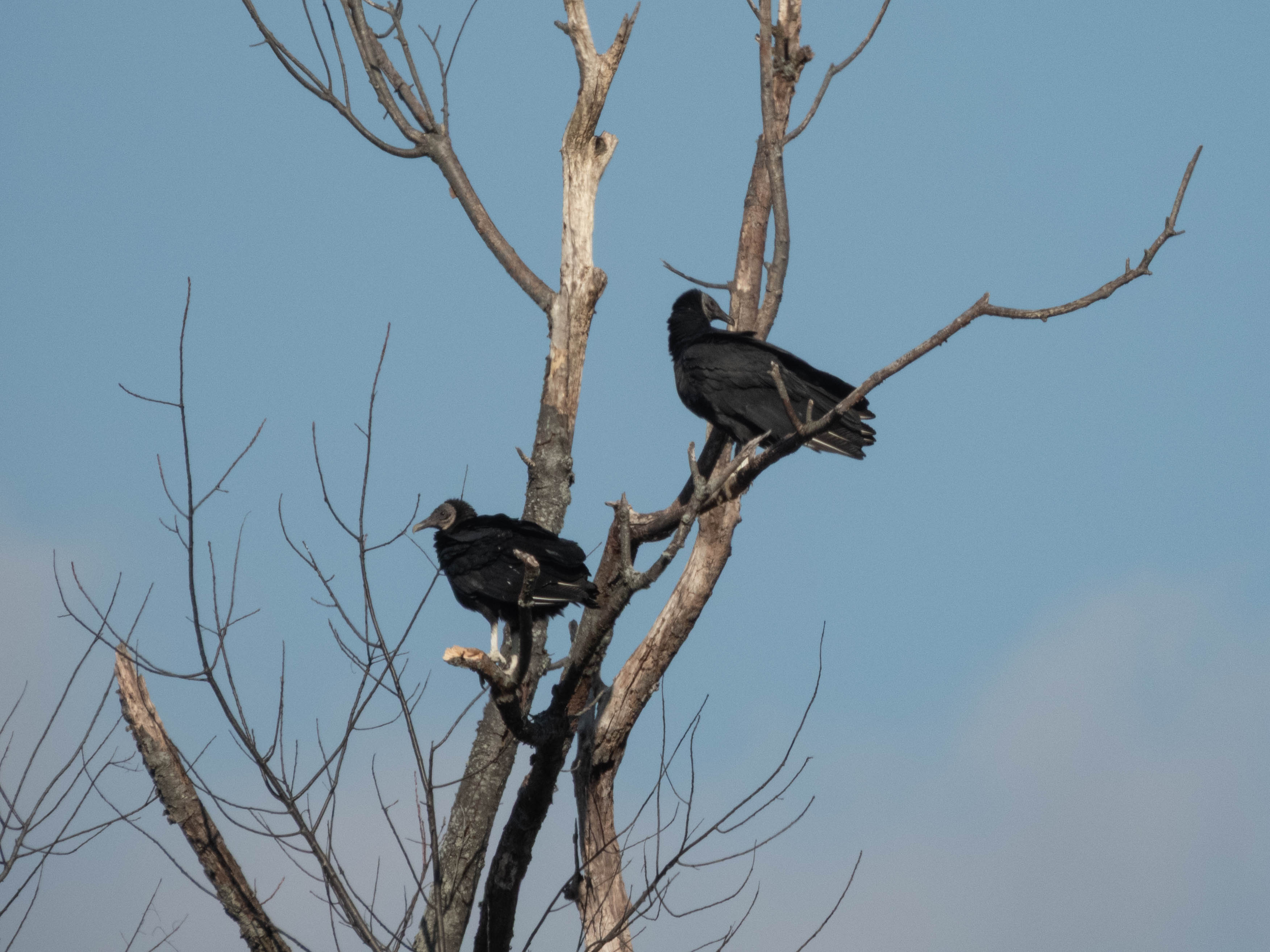 Black Vultures