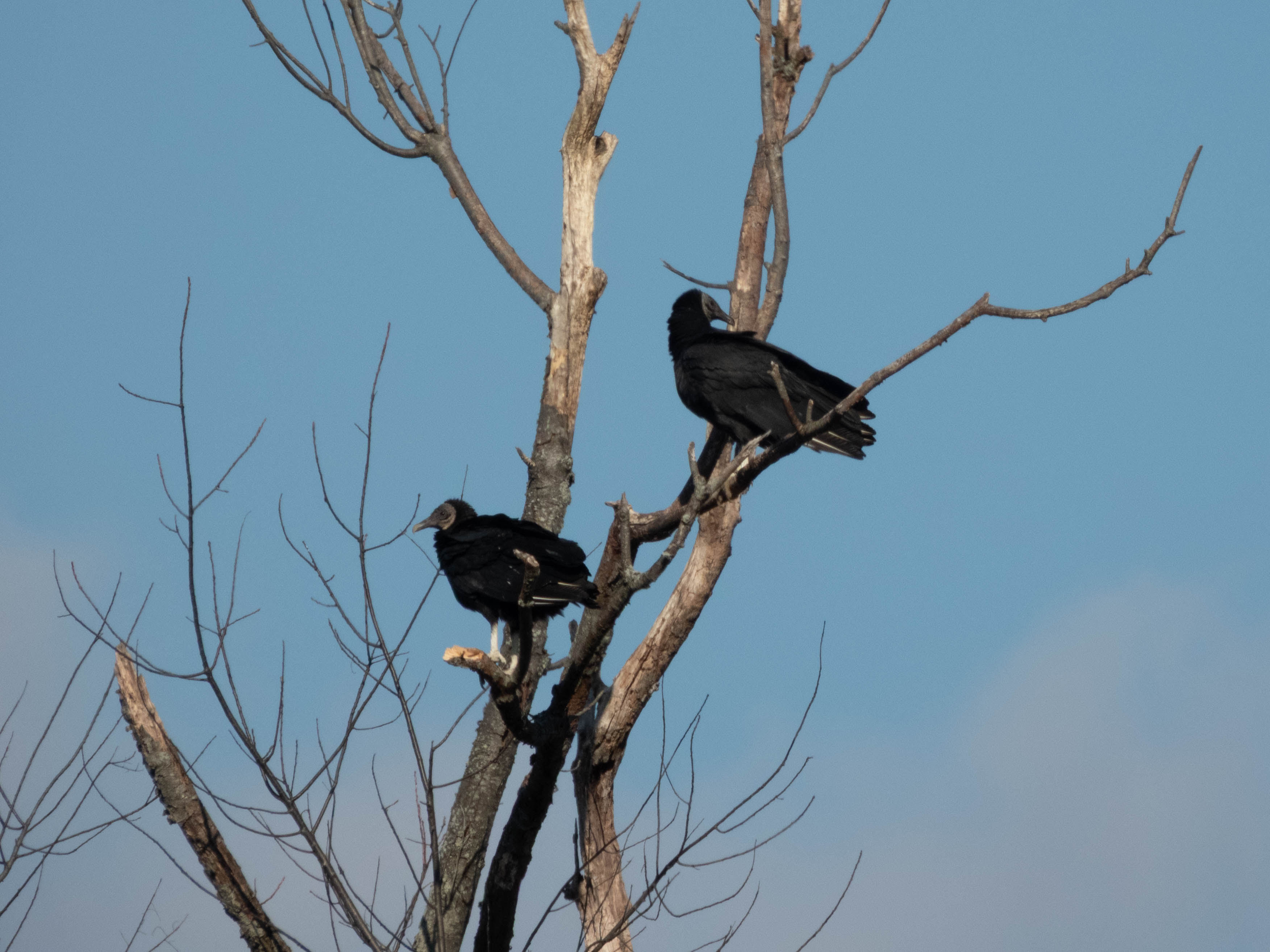 Unedited version of Black Vultures