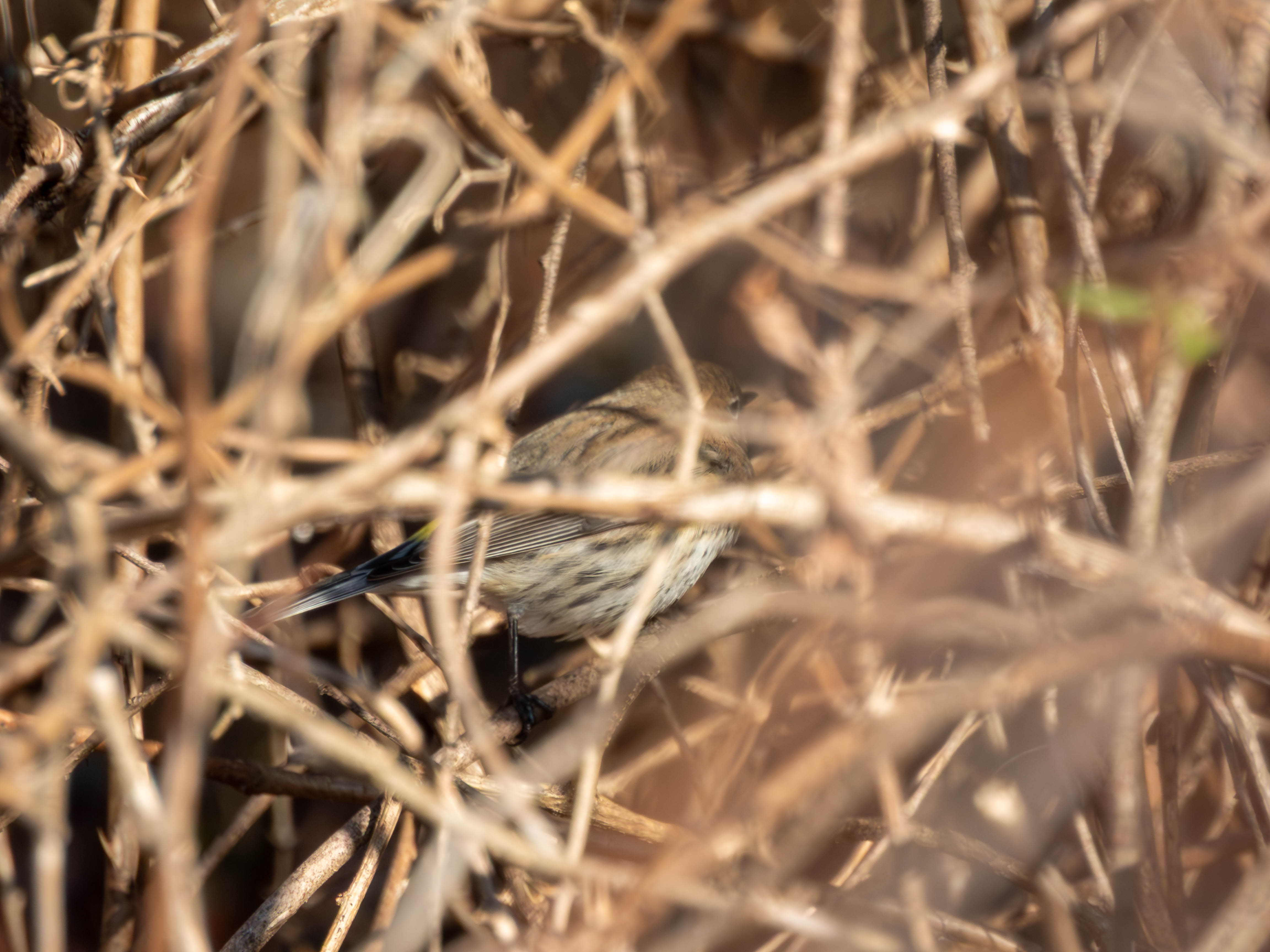 Yellow-rumped Warbler (my first warbler)