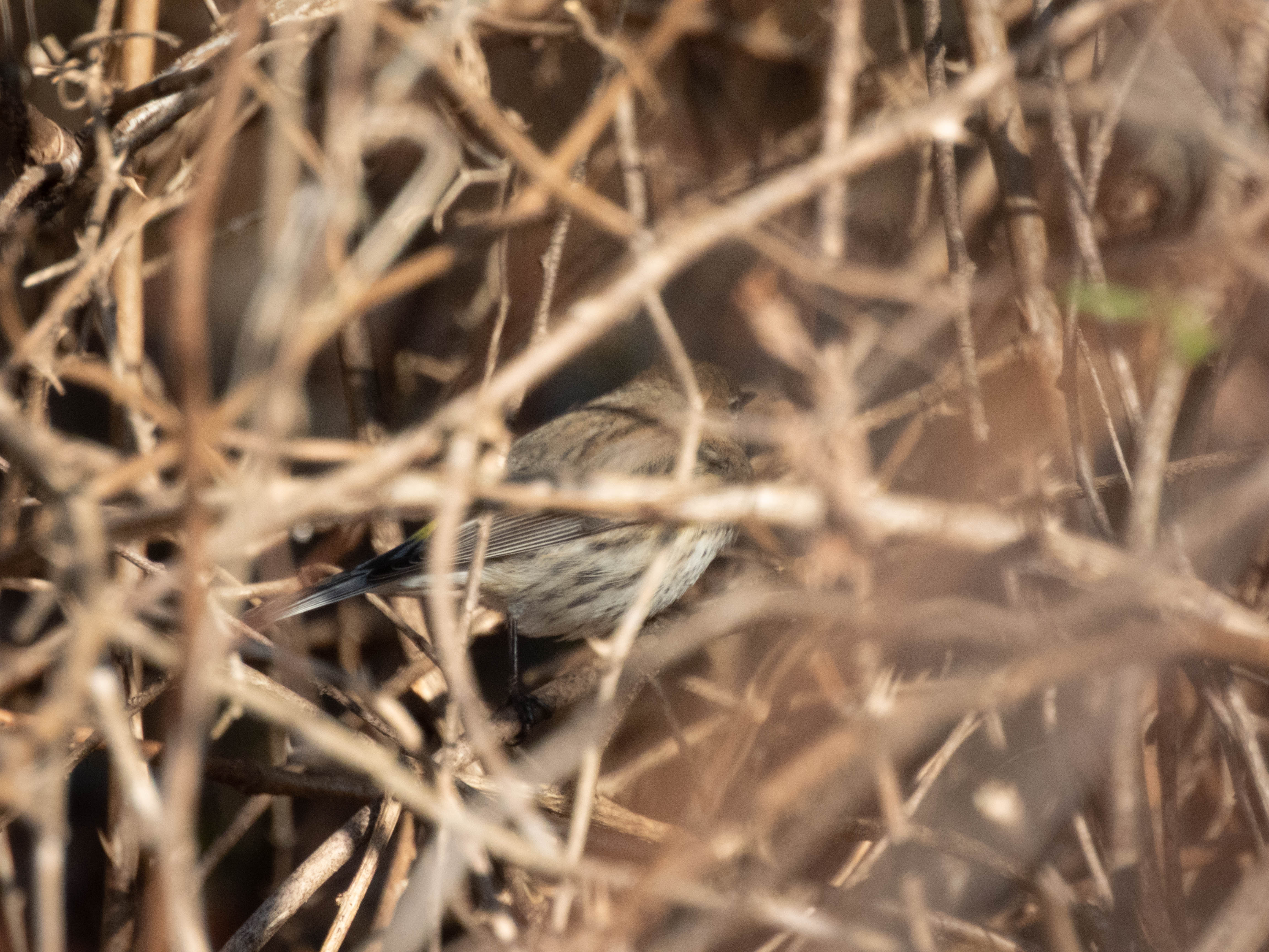 Unedited version of Yellow-rumped Warbler (my first warbler)
