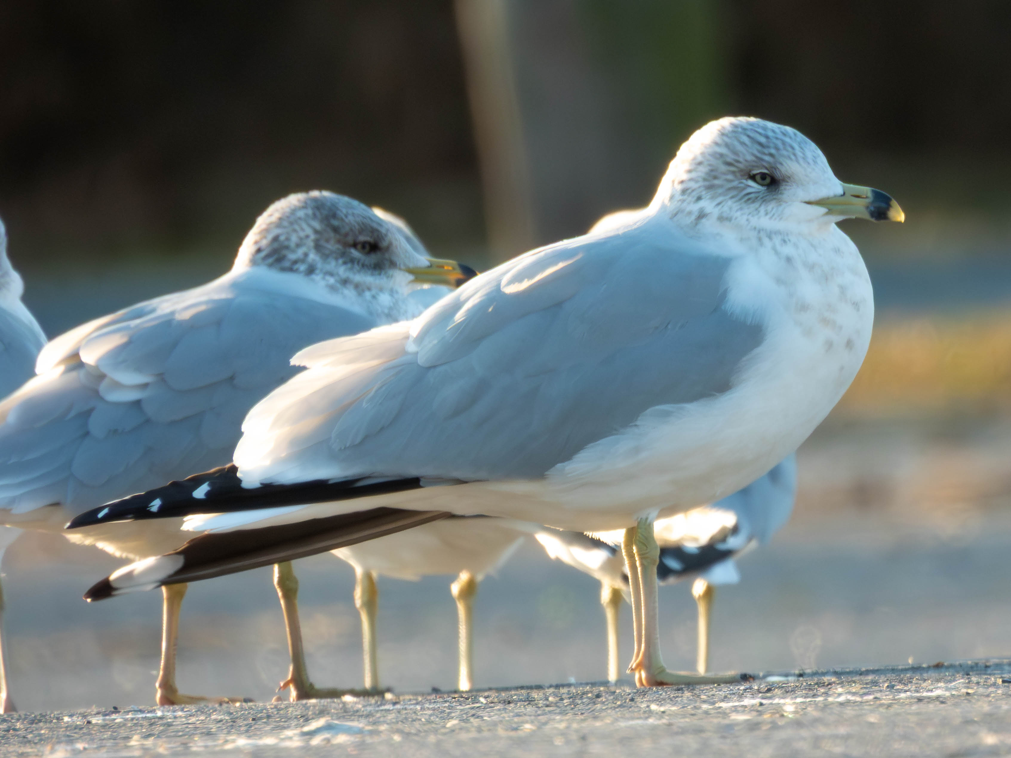 Ring-billed Gull.