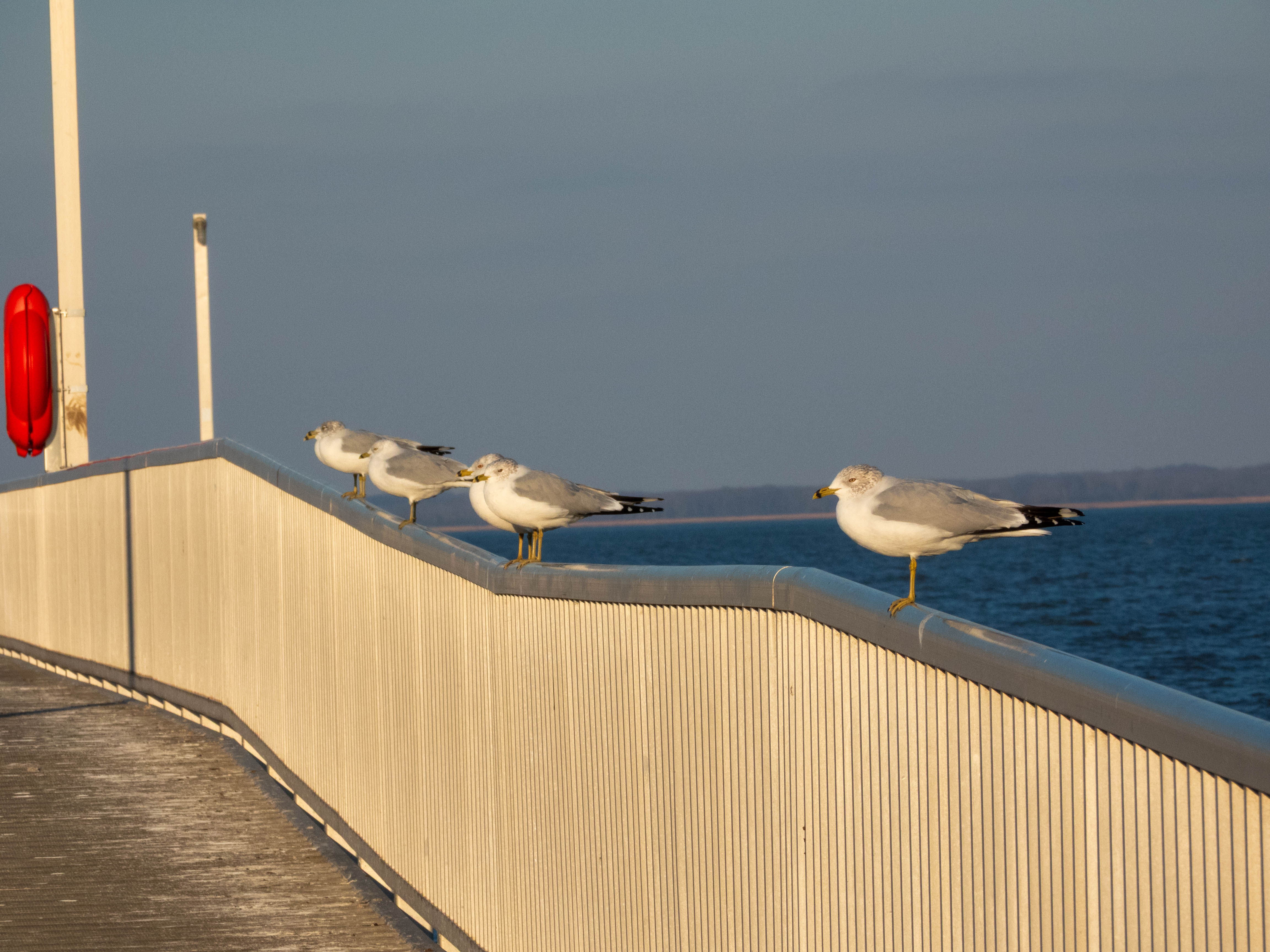 Ring-billed gulls in a line.