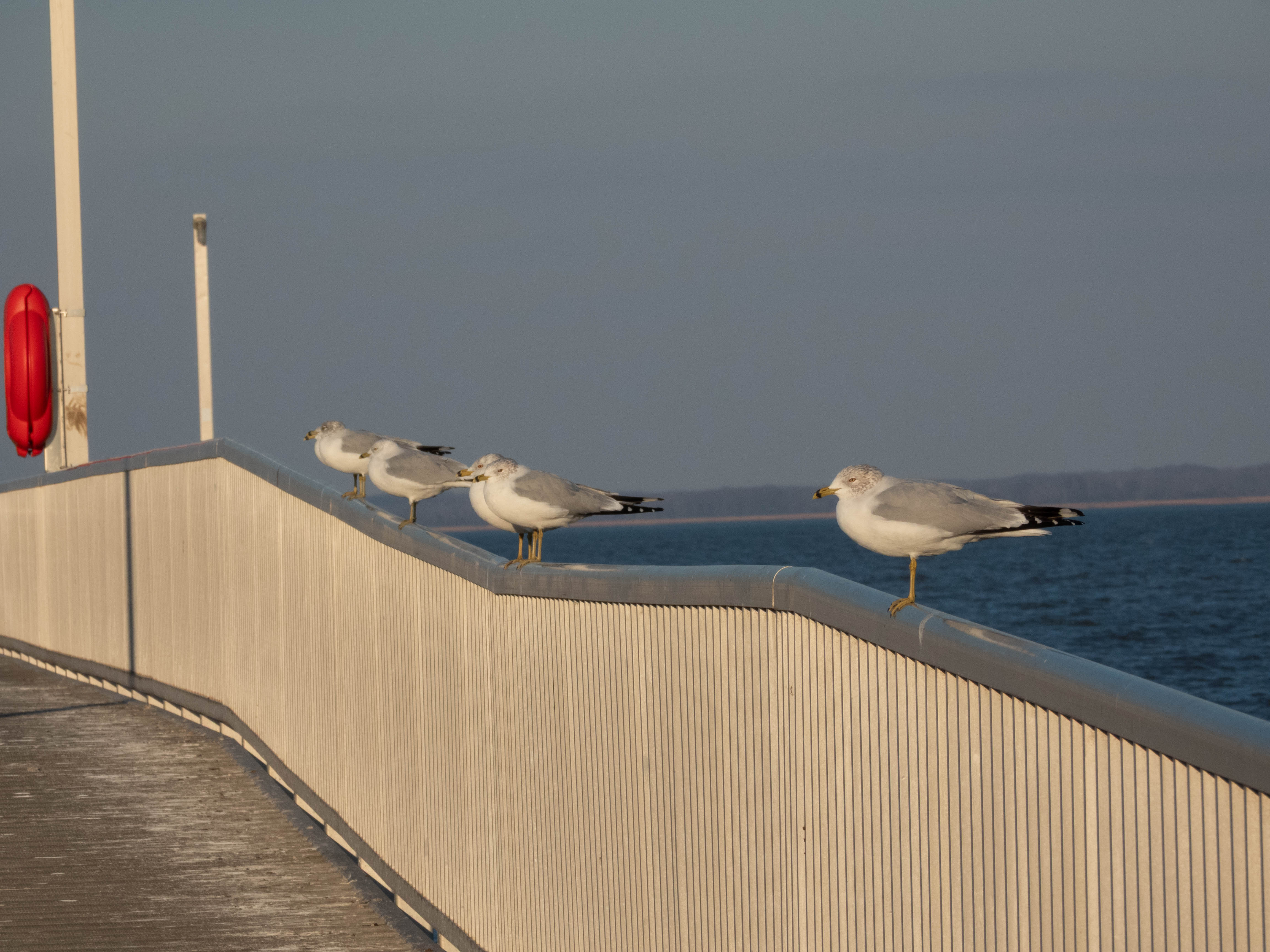 Unedited version of Ring-billed gulls in a line.