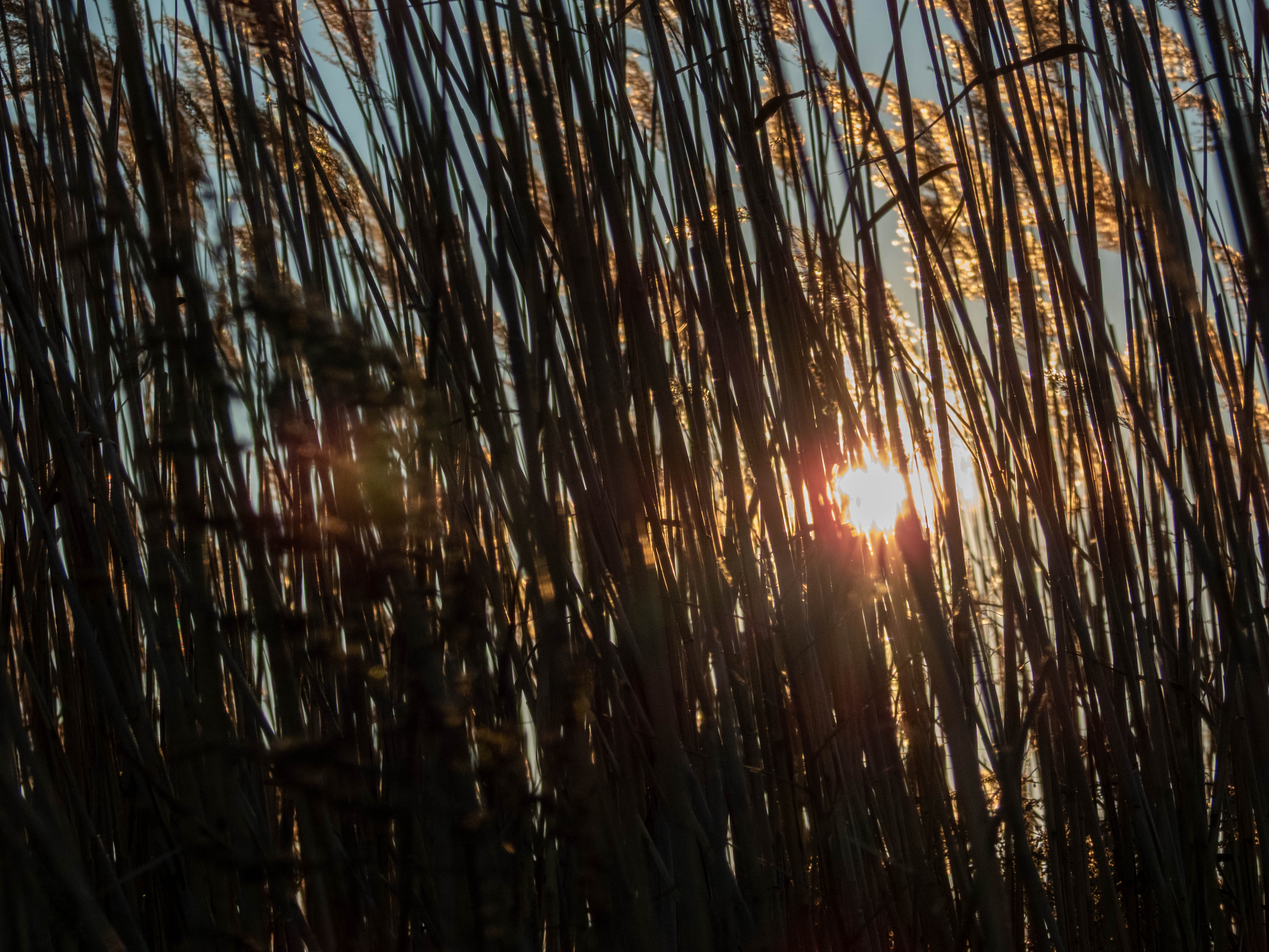 Sunset through some grass.