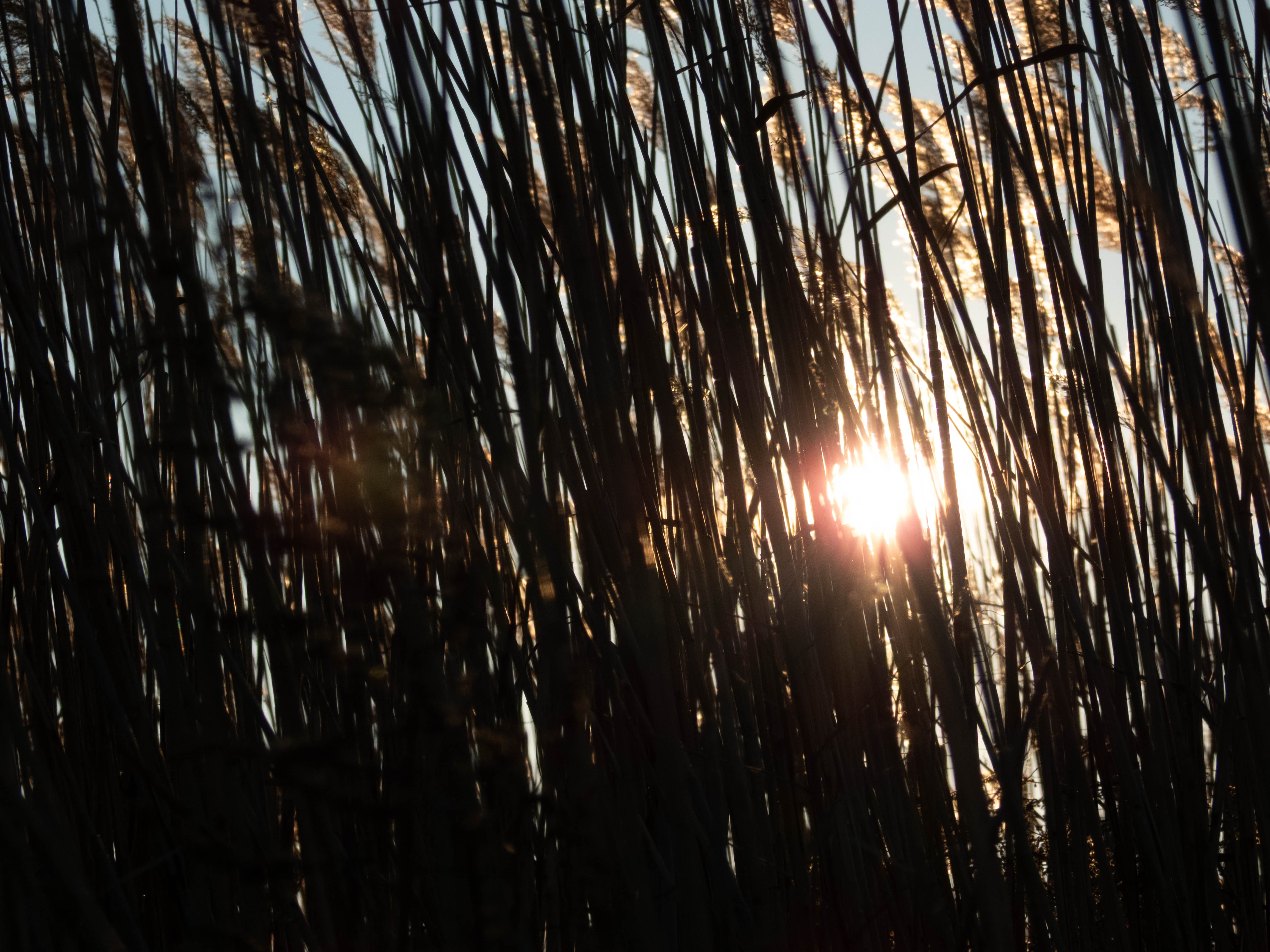 Unedited version of Sunset through some grass.