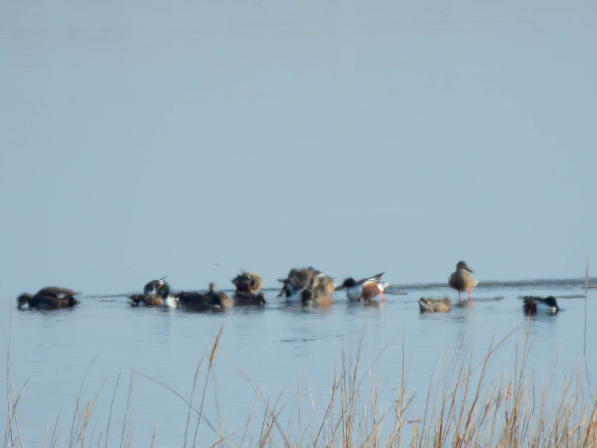 Flock of Northern Shovelers