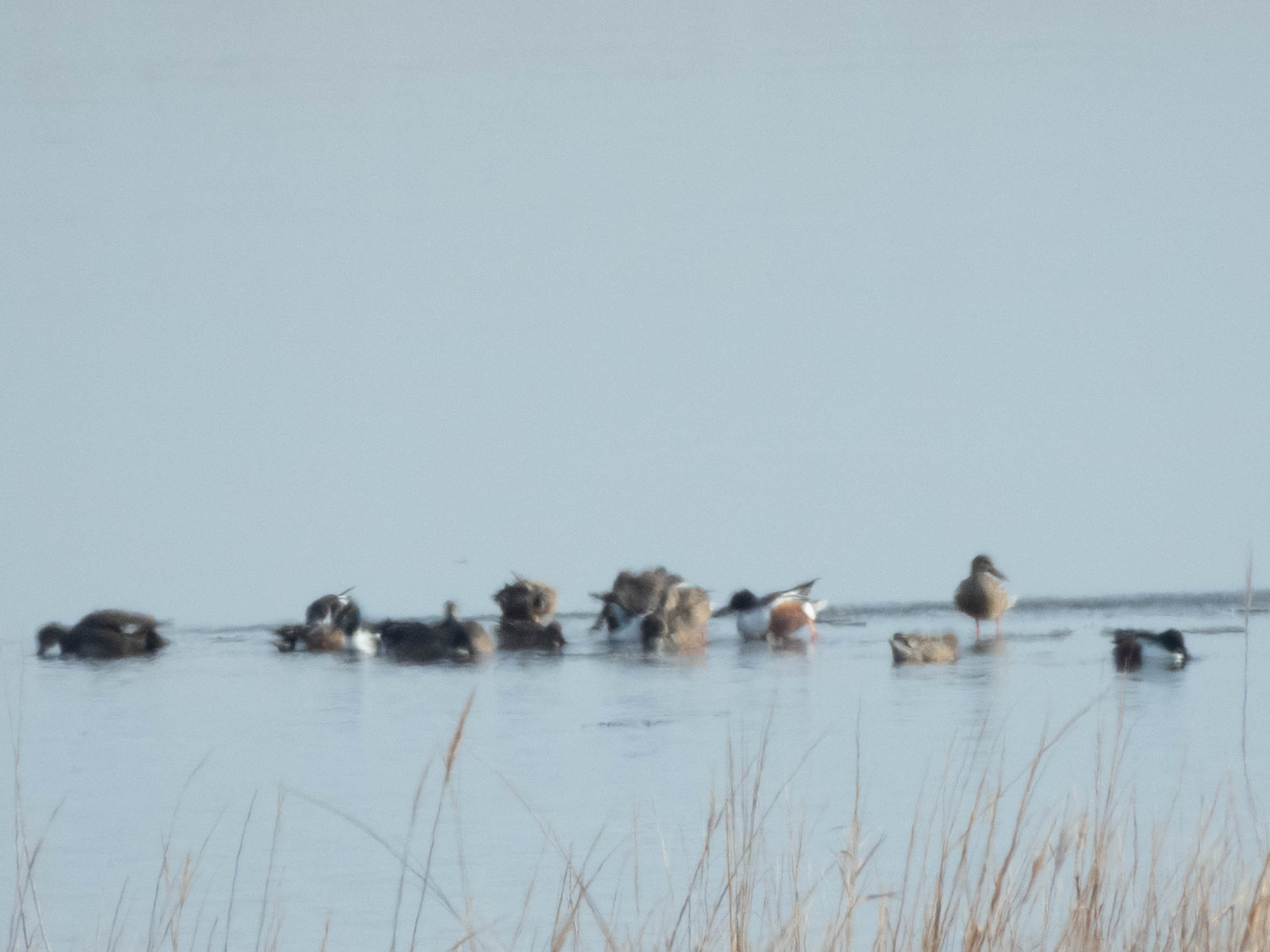 Unedited version of Flock of Northern Shovelers