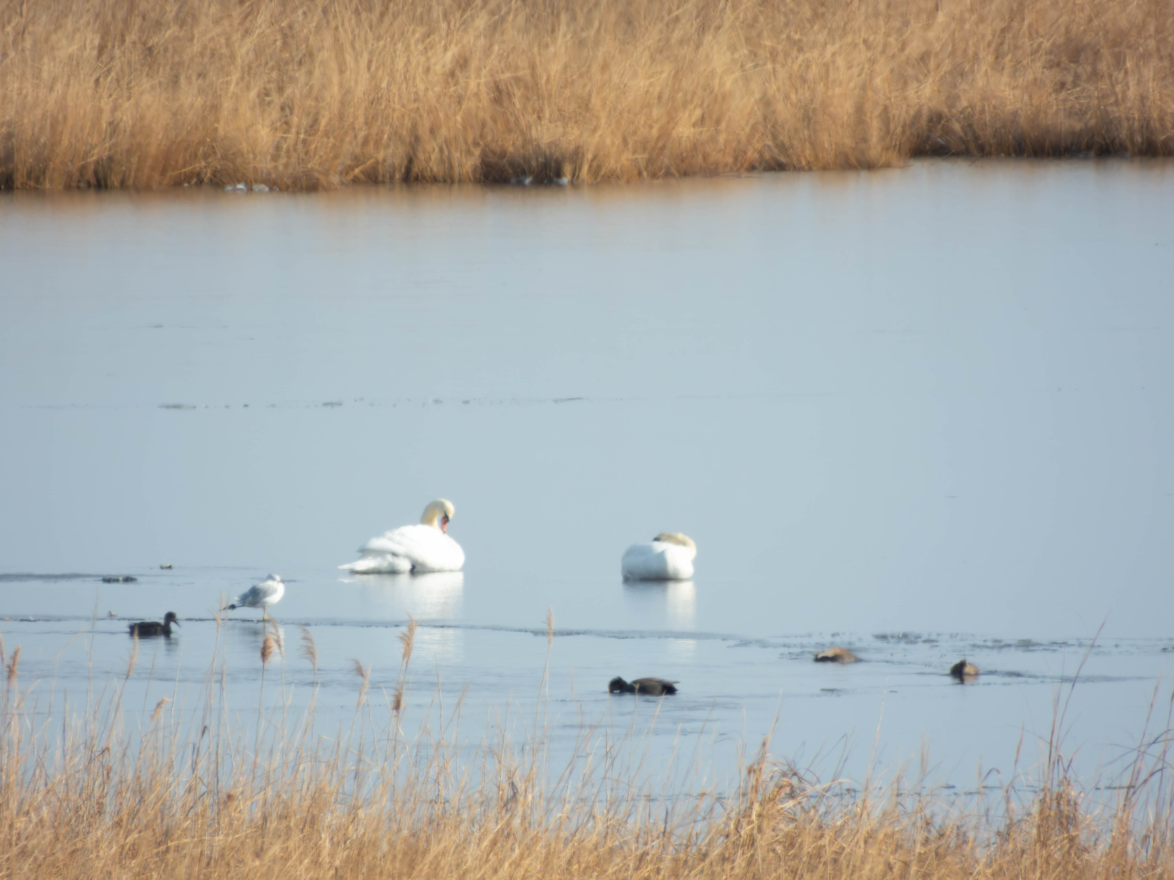 Couple of Mute Swans (id based on the color of the bills)