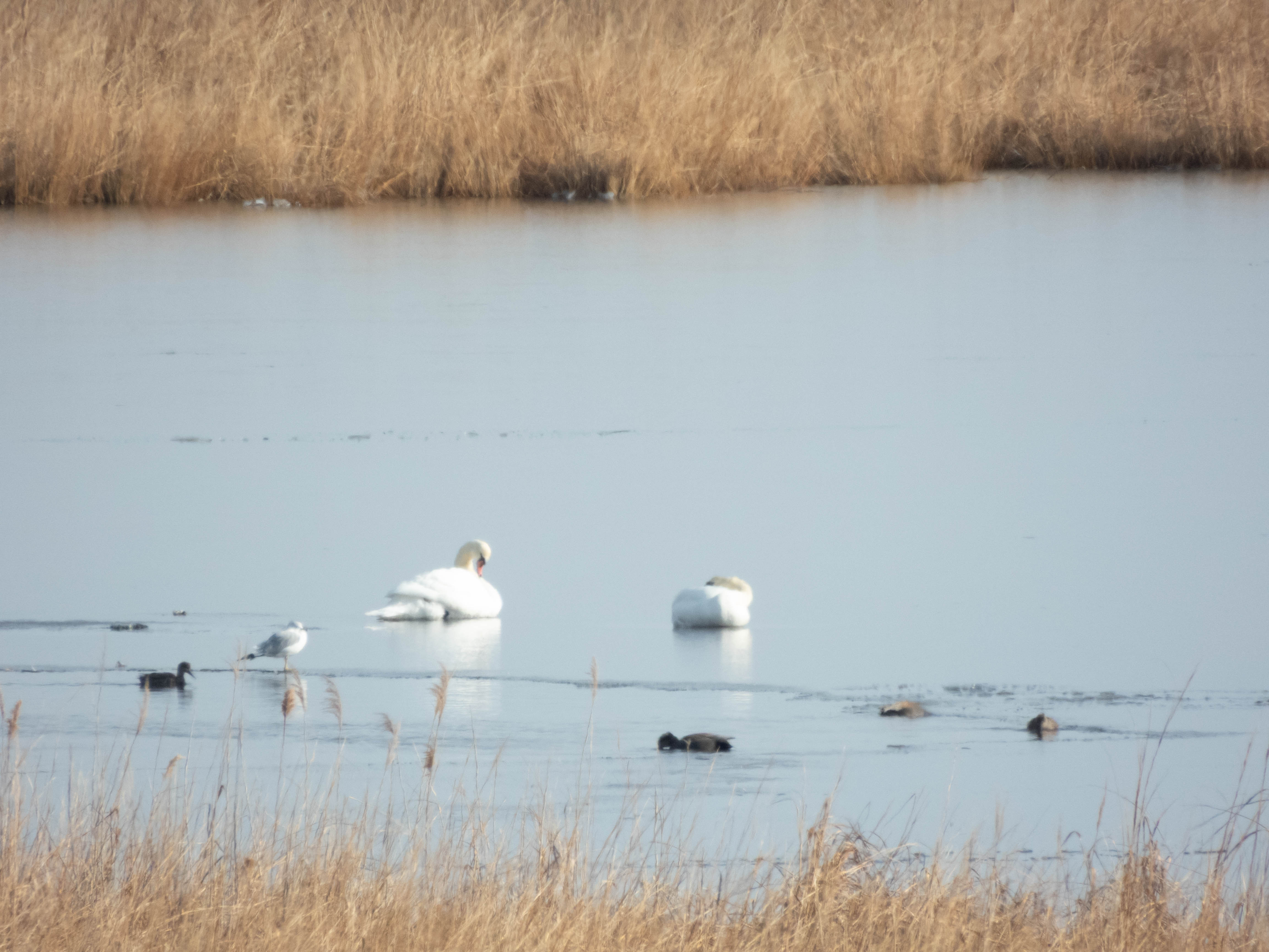 Unedited version of Couple of Mute Swans (id based on the color of the bills)