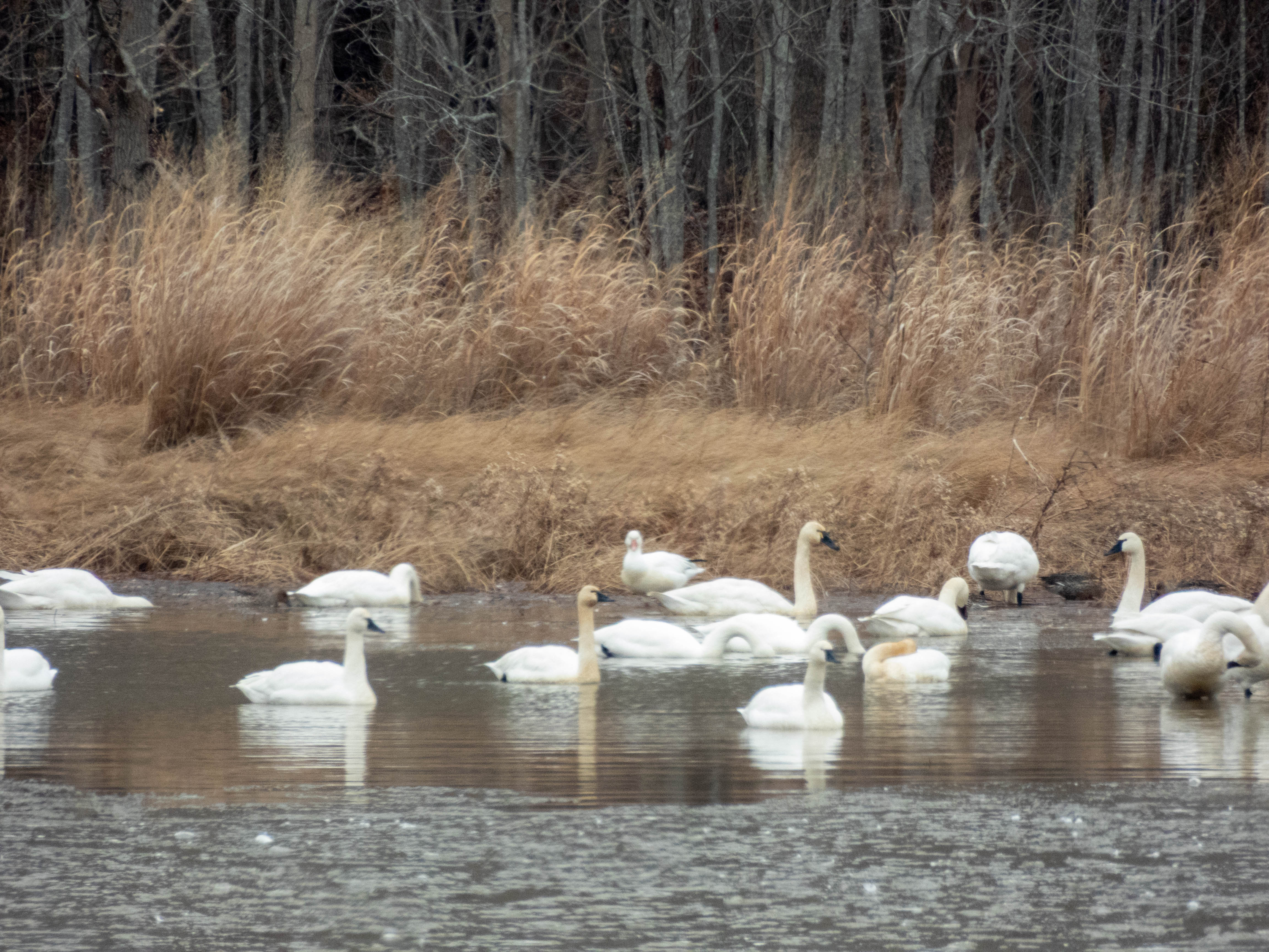 Tundra swans. ID is based on the bill being black, and the connection to the base being more of a u rather than a v (which would indicate trumpeter).