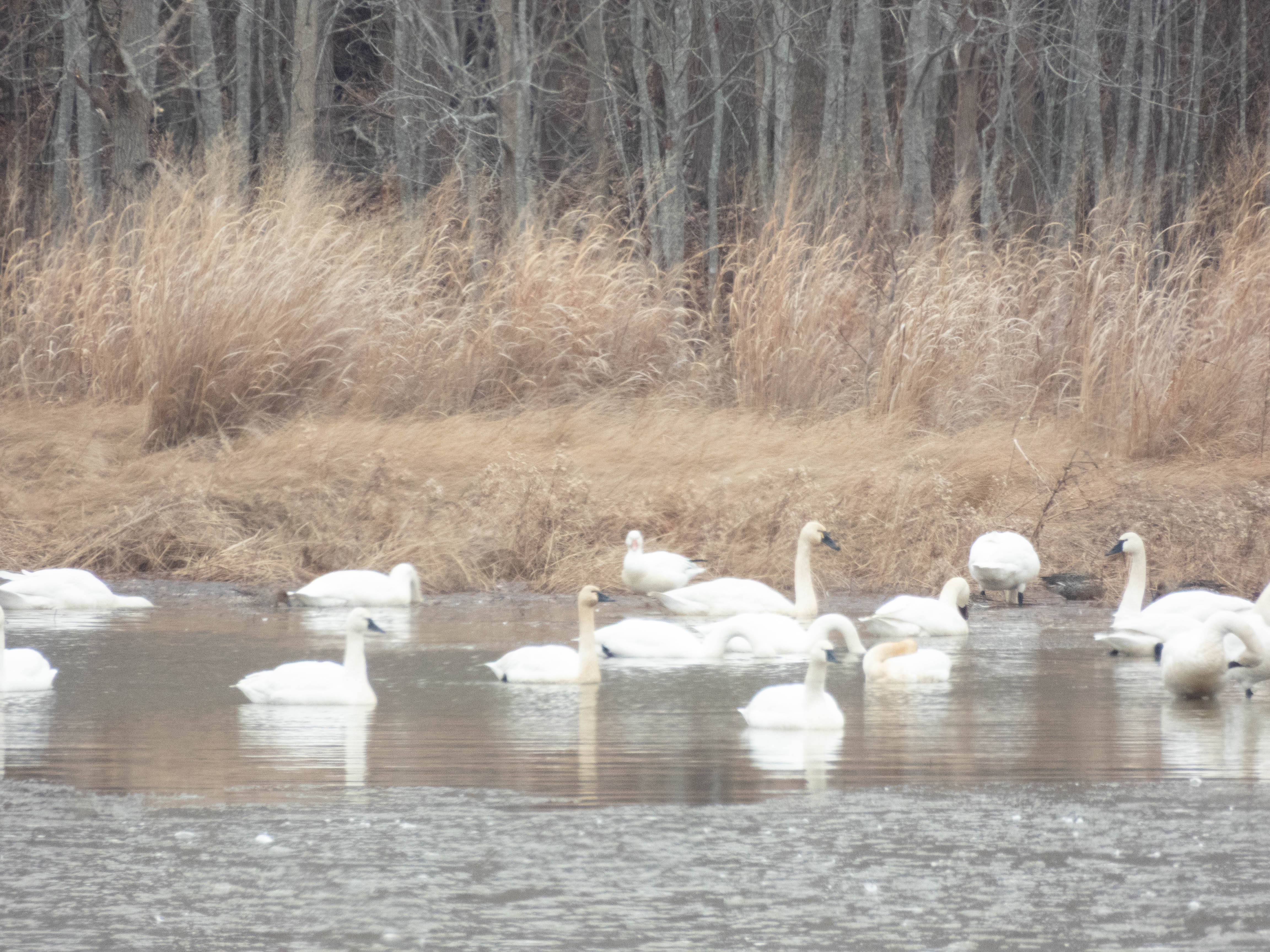 Unedited version of Tundra swans. ID is based on the bill being black, and the connection to the base being more of a u rather than a v (which would indicate trumpeter).