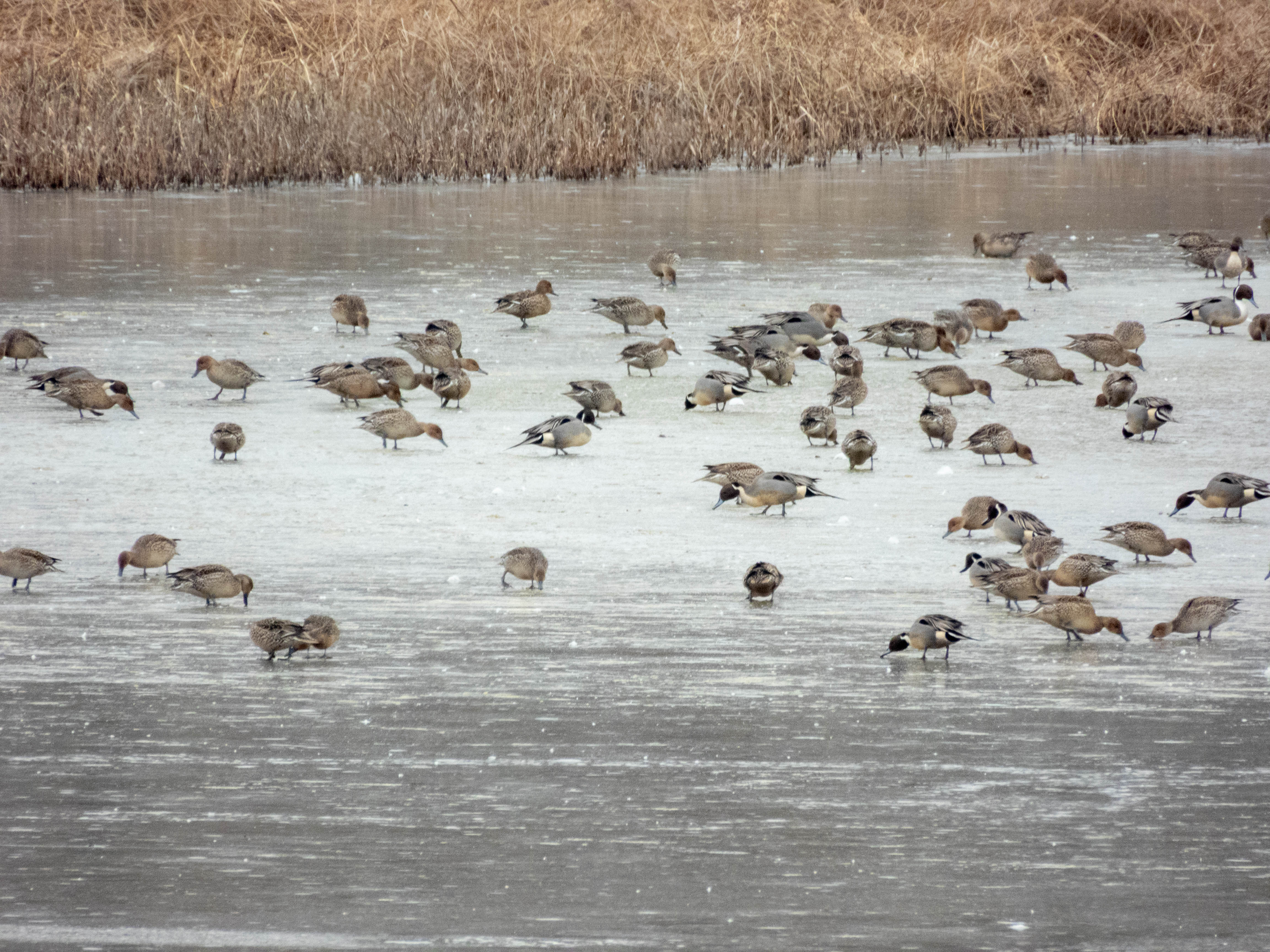 Northern Pintails