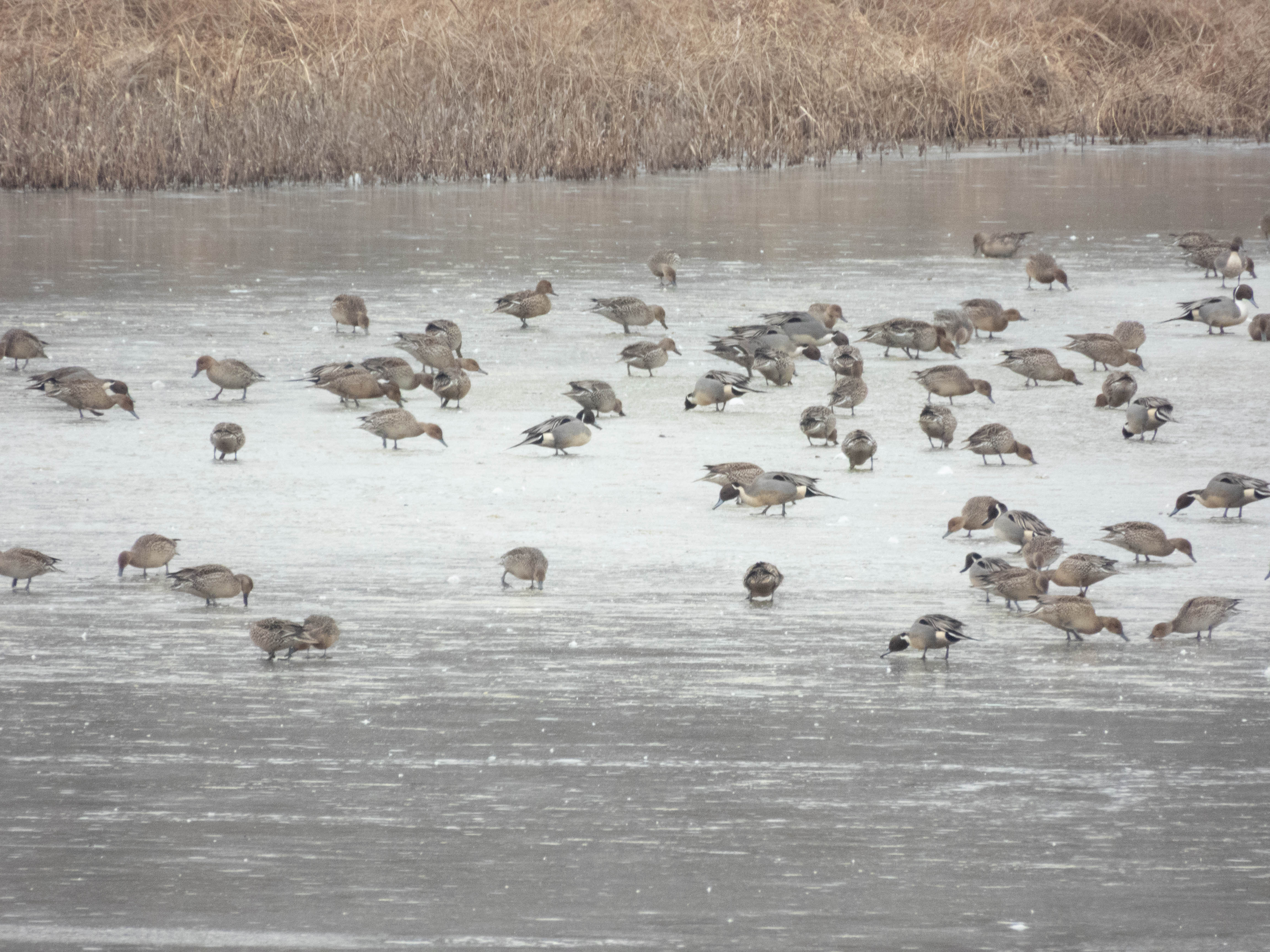 Unedited version of Northern Pintails