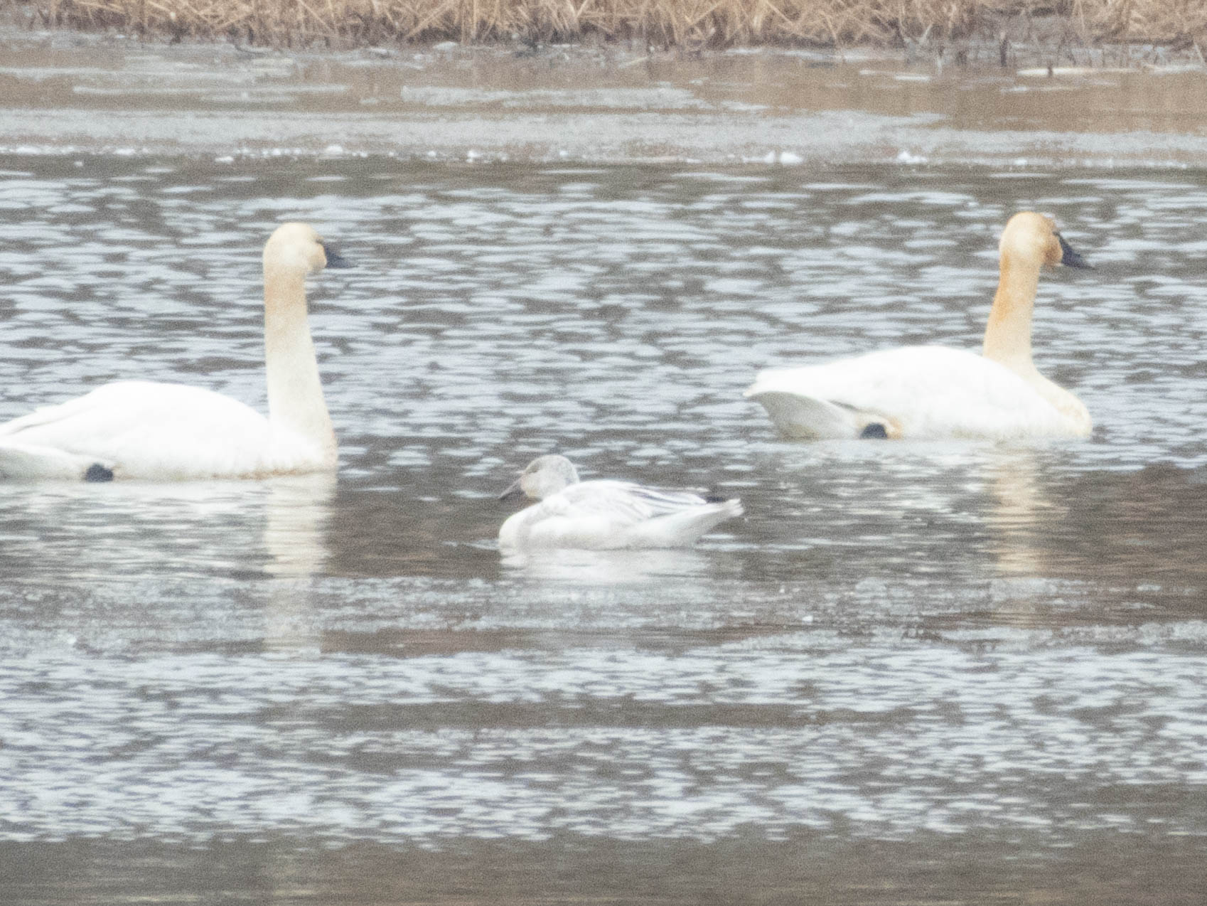 Unedited version of Snow Goose -- looks kinda interesting, doesn't it?