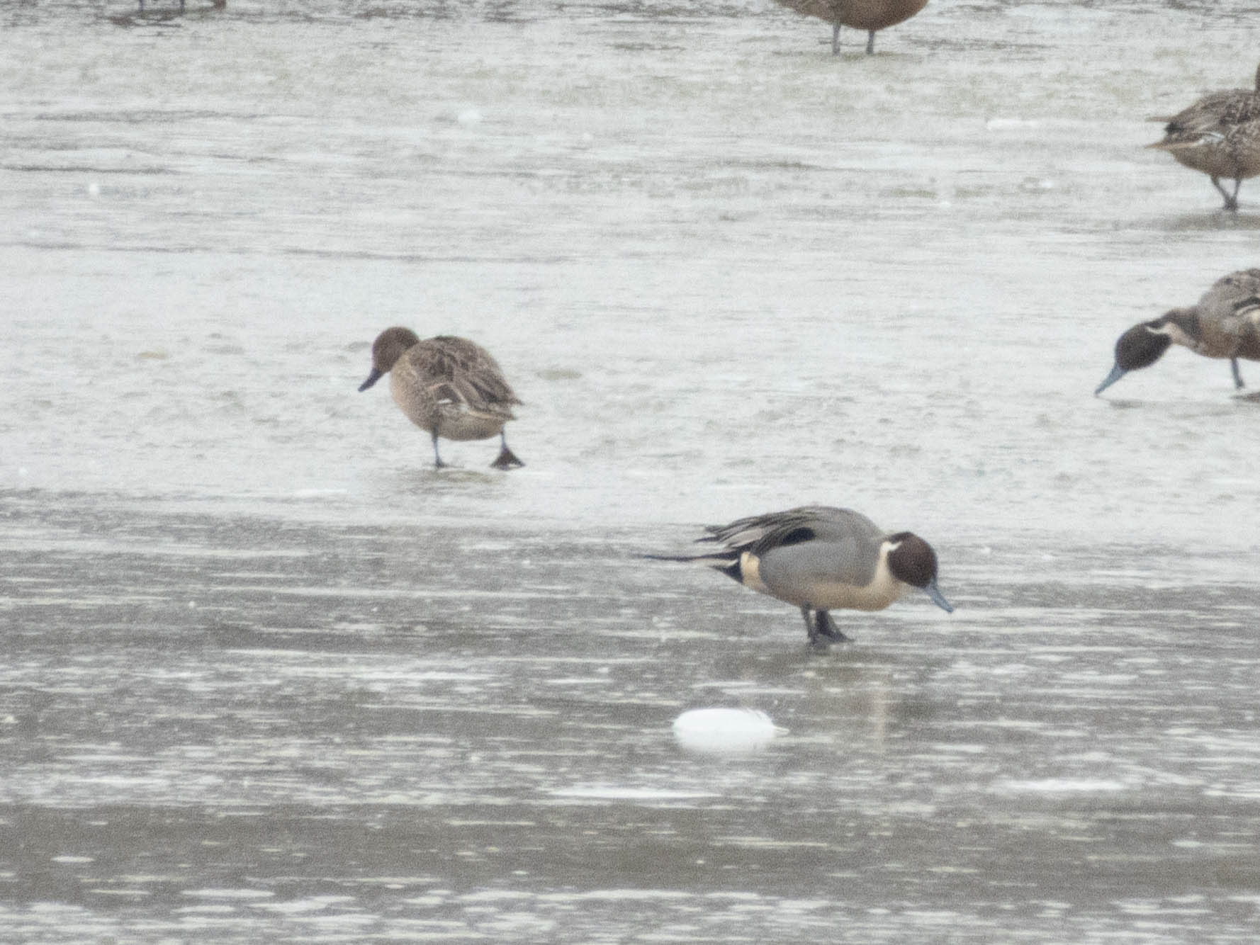 Unedited version of Northern Pintails -- what are they looking for?