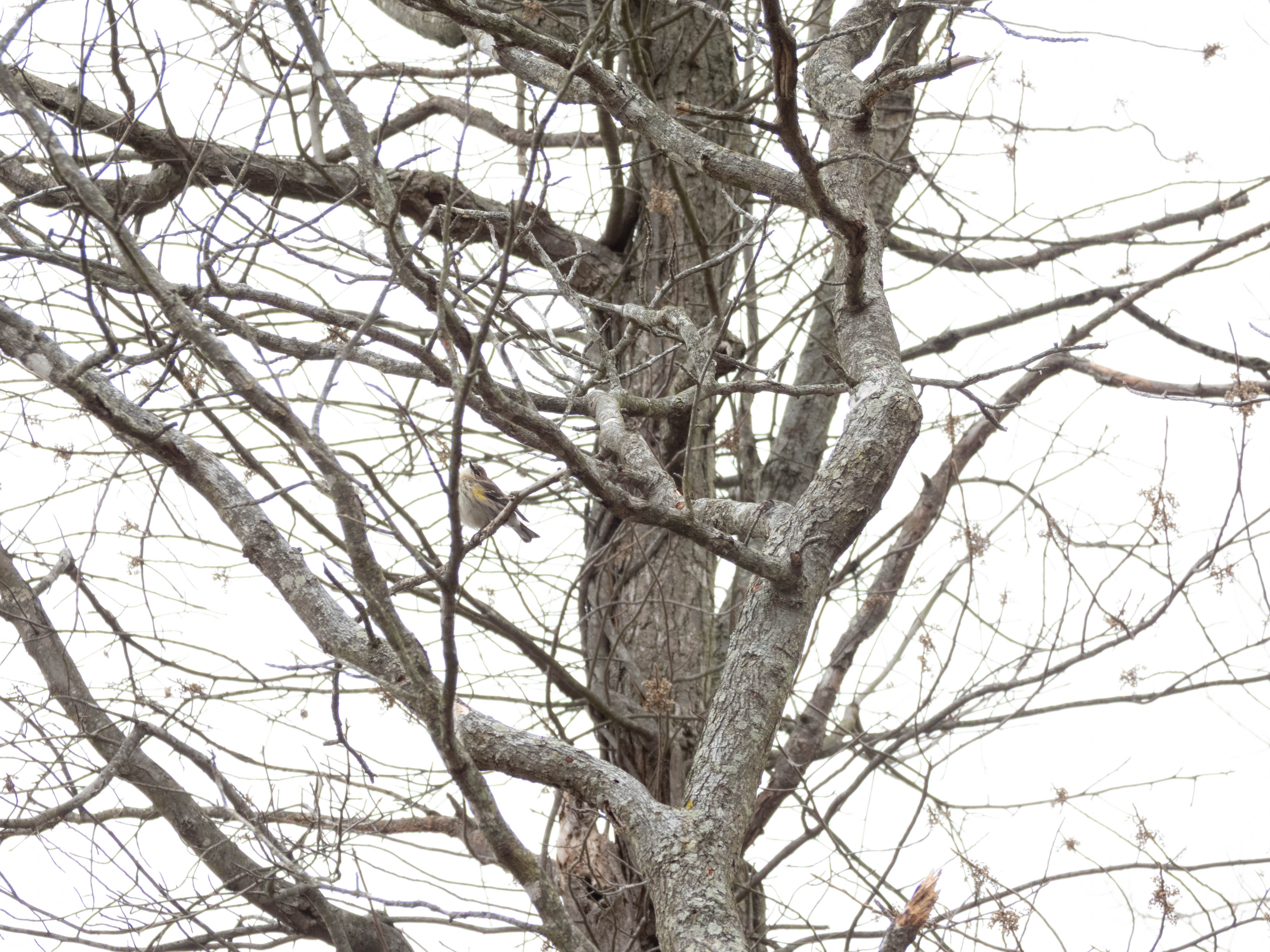 Unedited version of White-throated sparrow