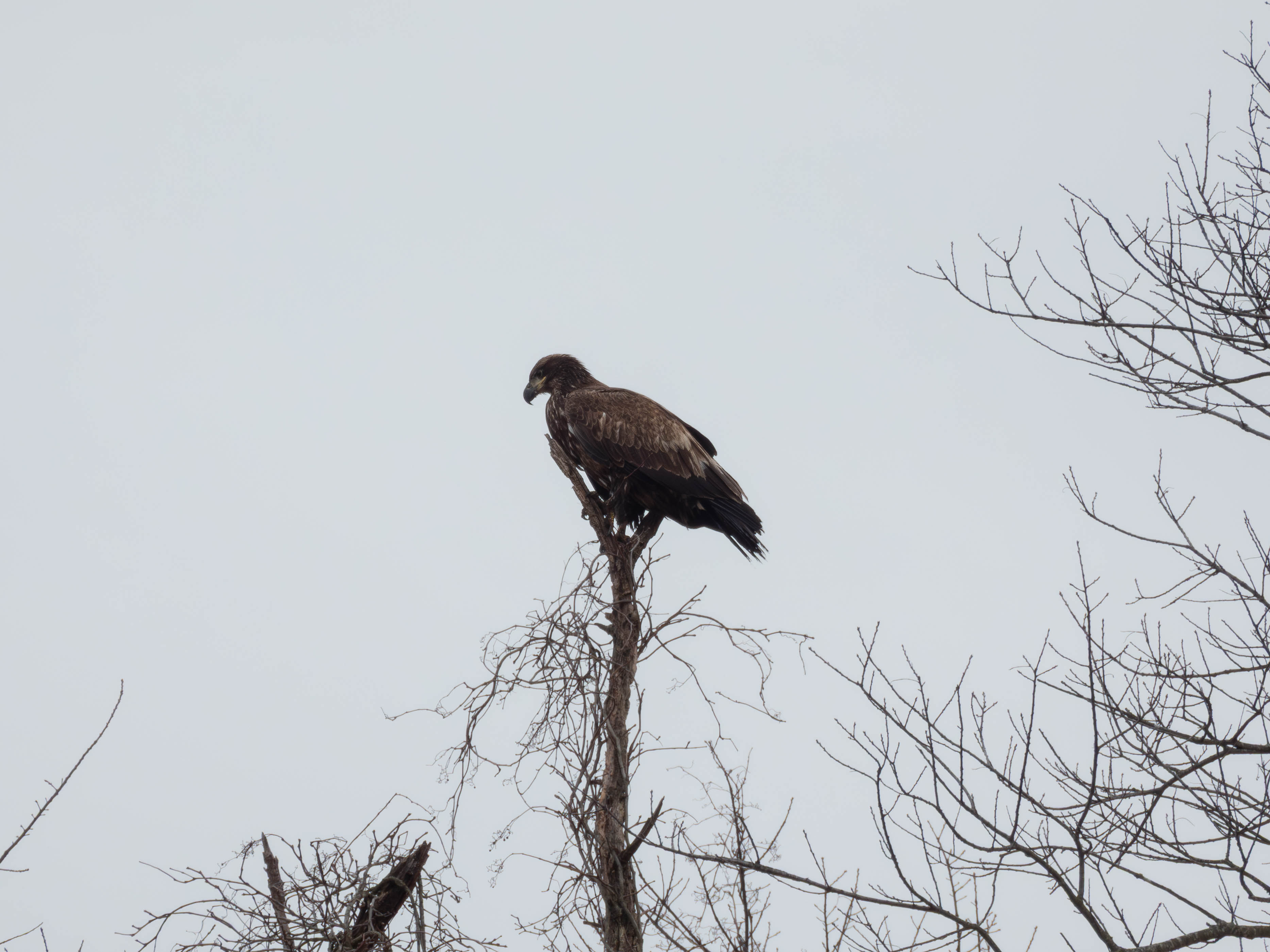 Juvenile Bald Eagle
