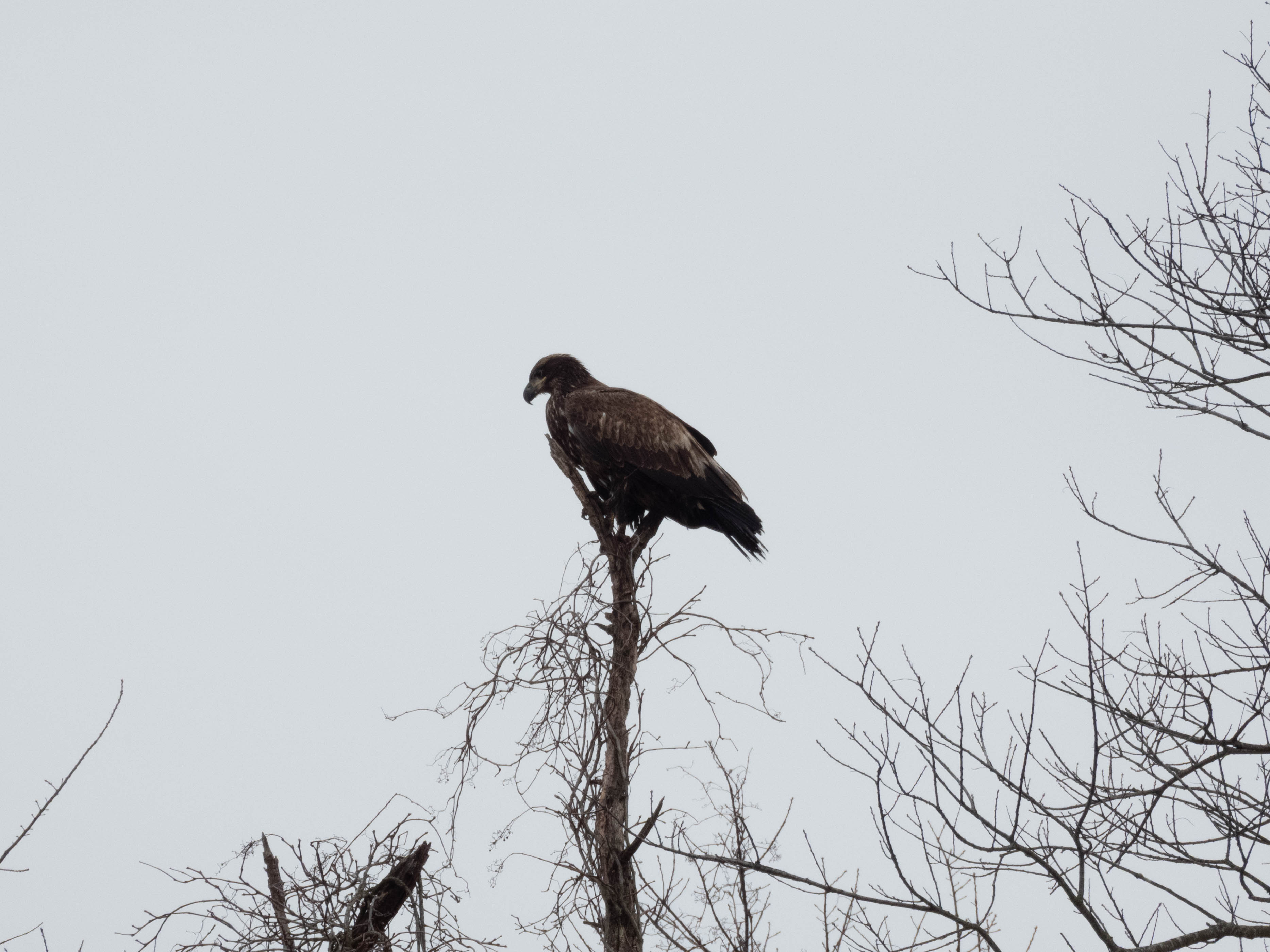 Unedited version of Juvenile Bald Eagle