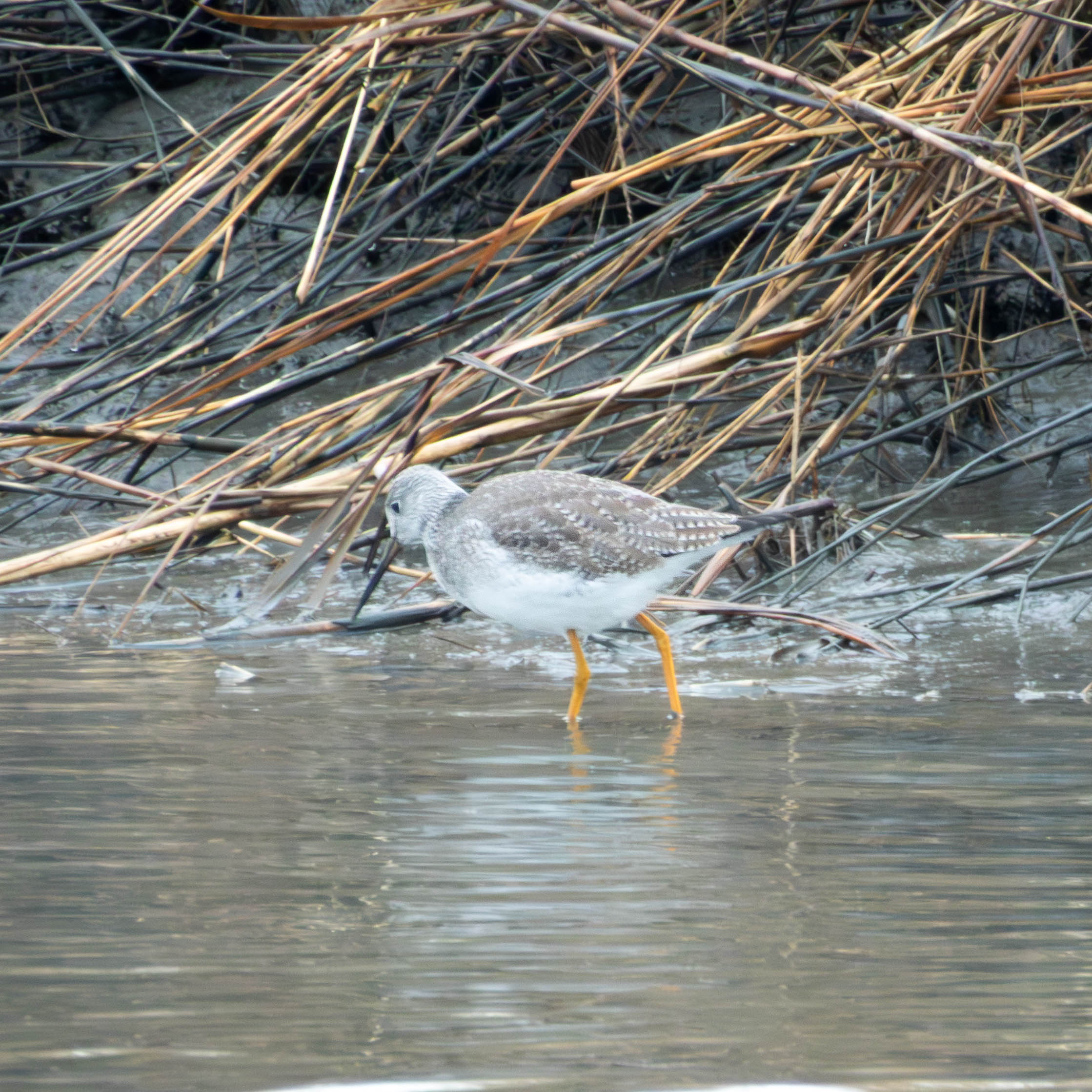 Greater Yellowlegs