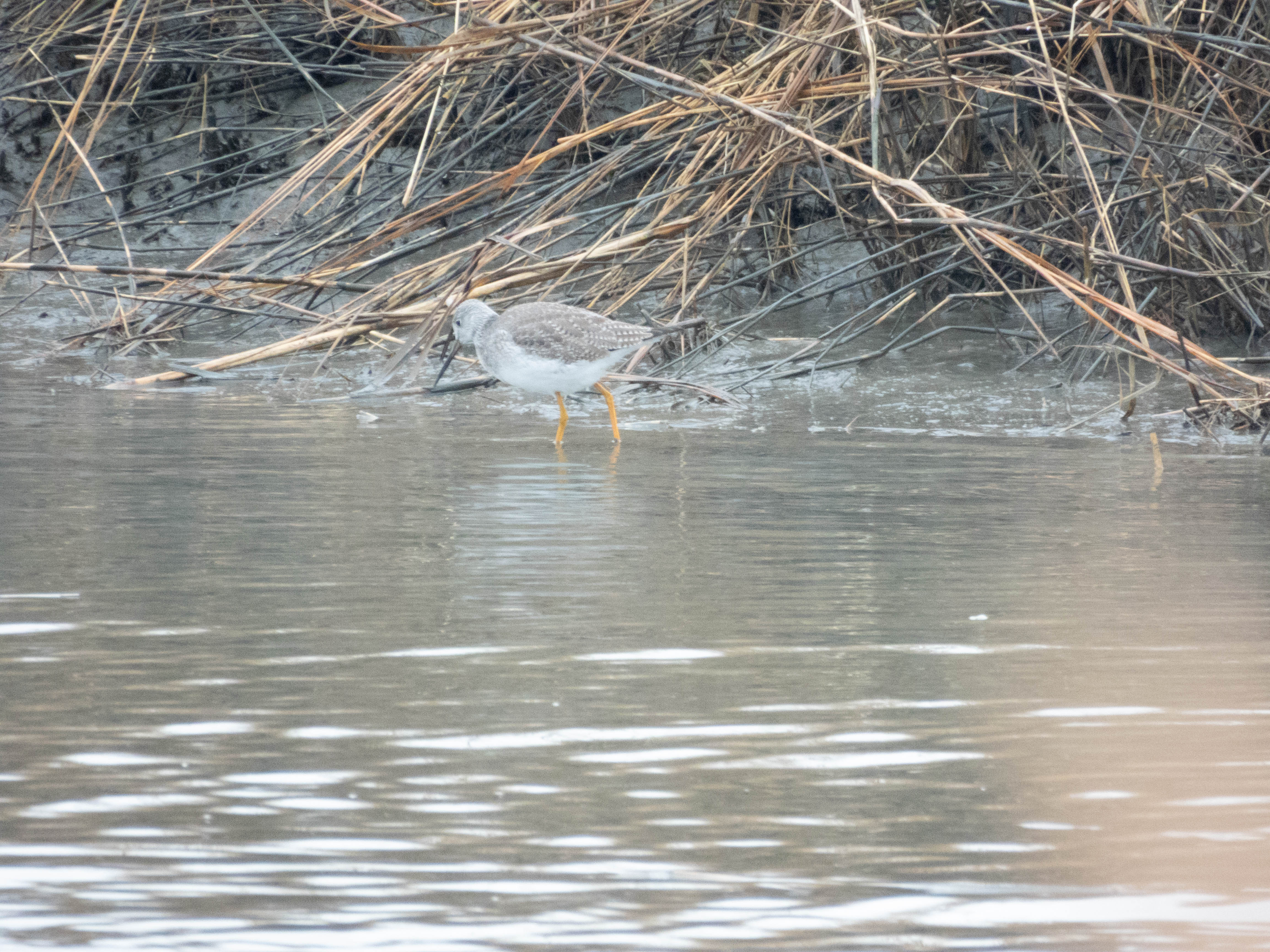 Unedited version of Greater Yellowlegs