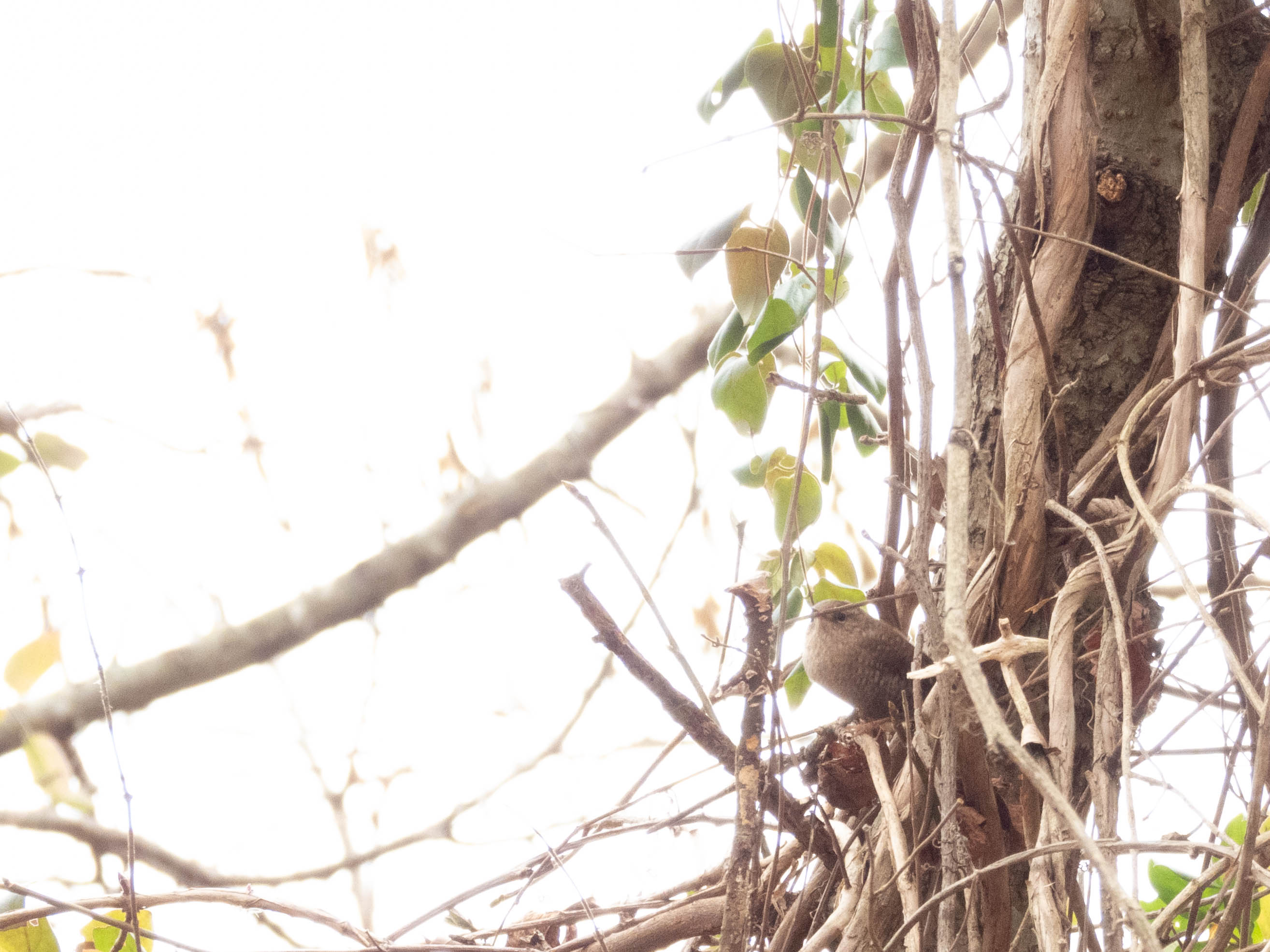 Unedited version of Winter wren