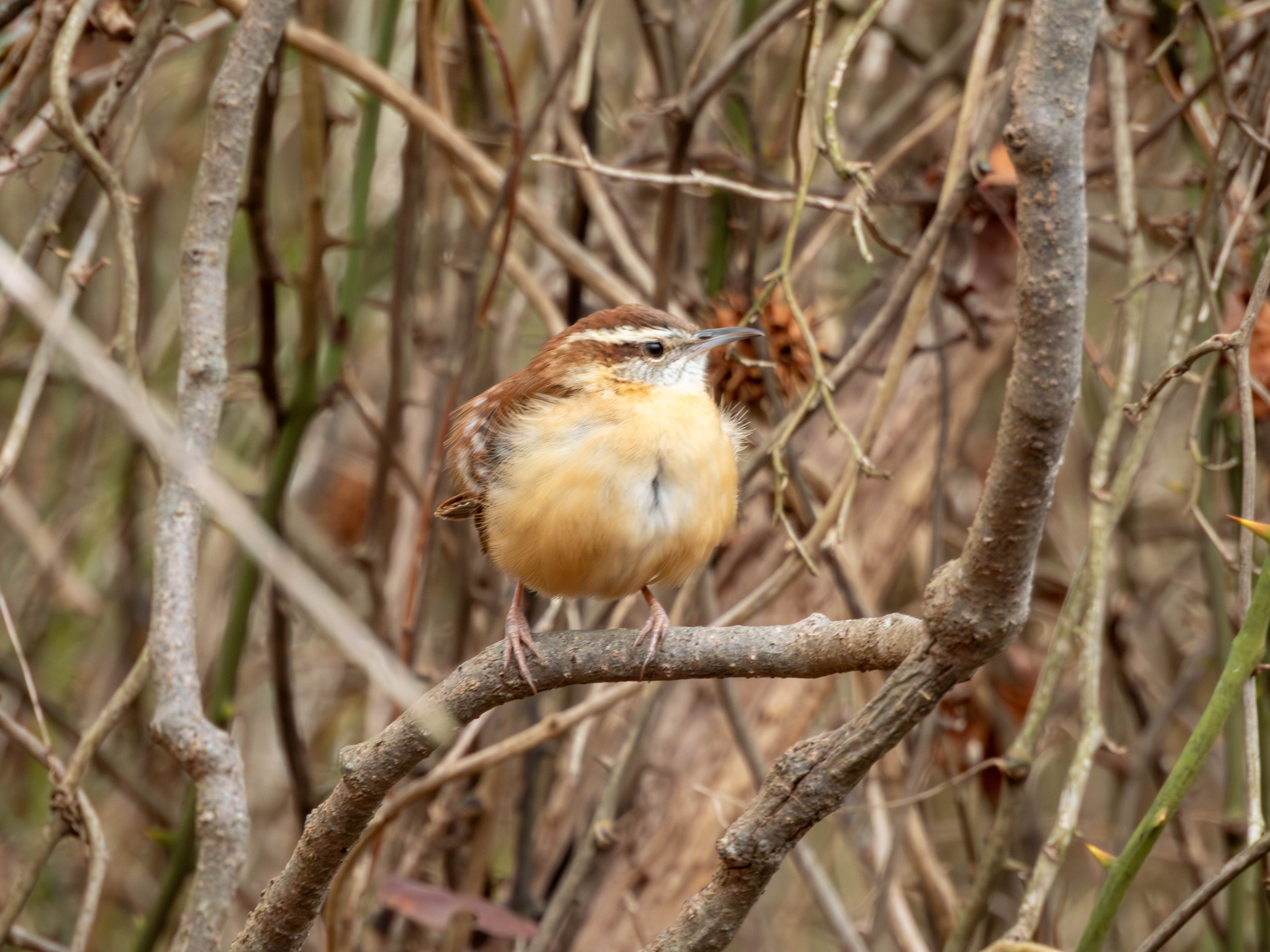 Carolina wren