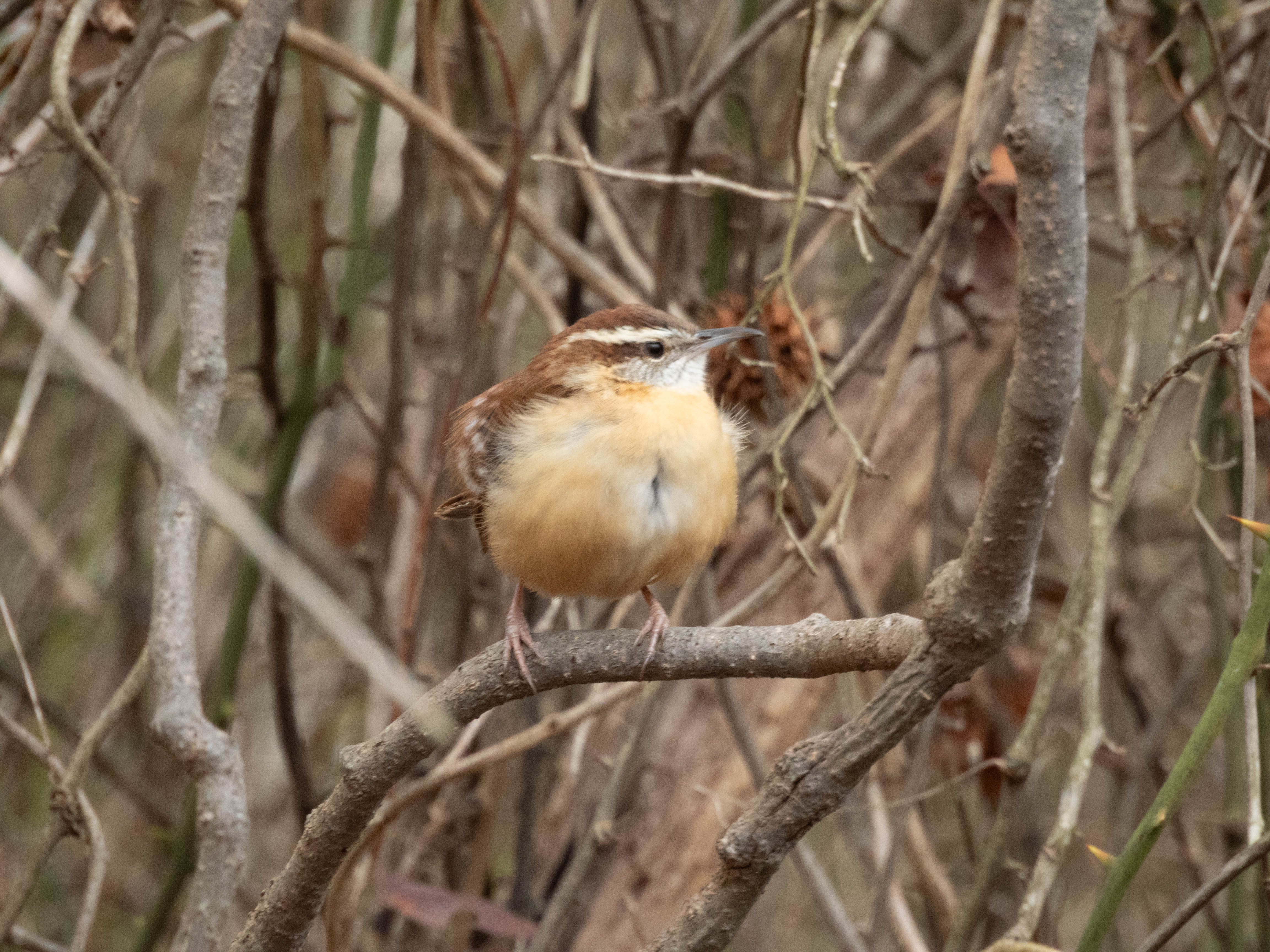 Unedited version of Carolina wren