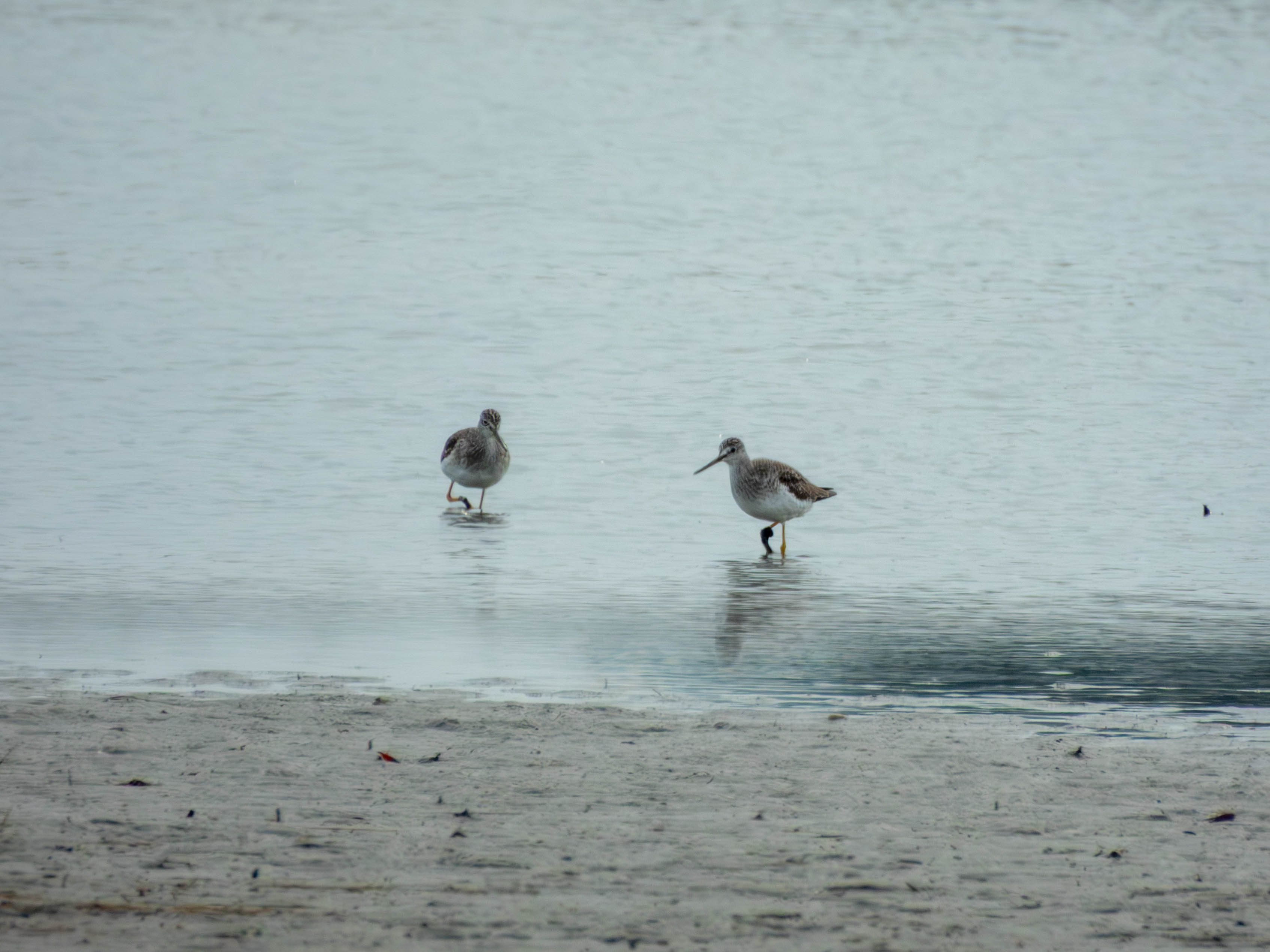 Pair of Greater Yellowlegs