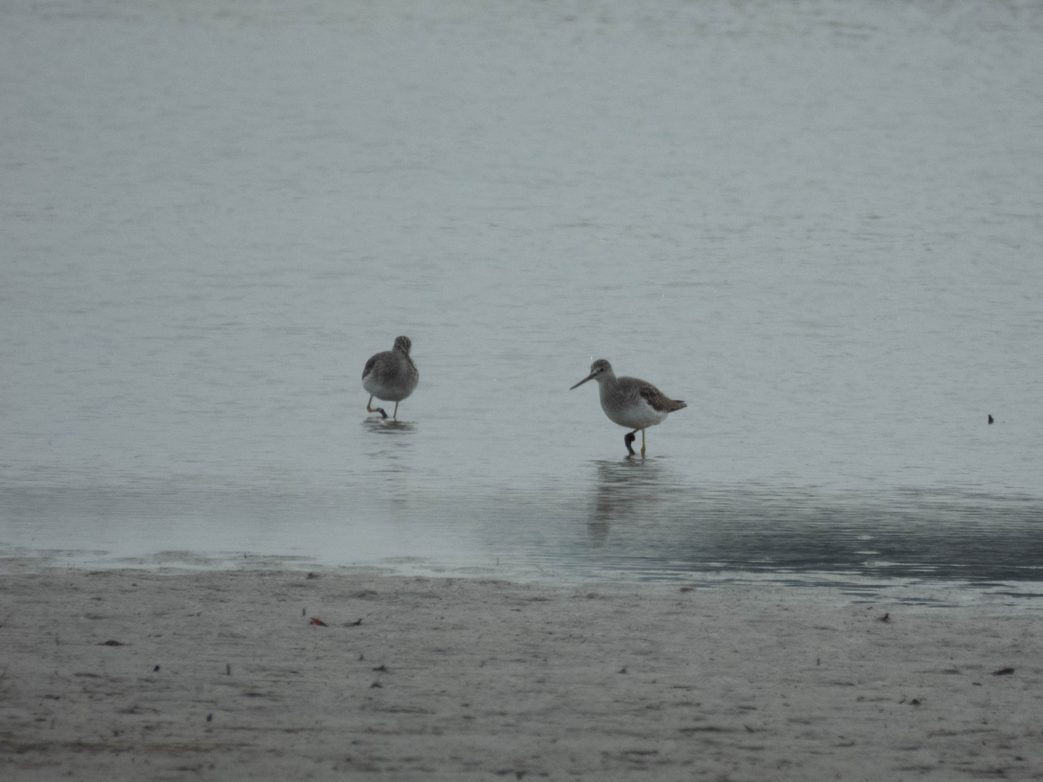 Unedited version of Pair of Greater Yellowlegs
