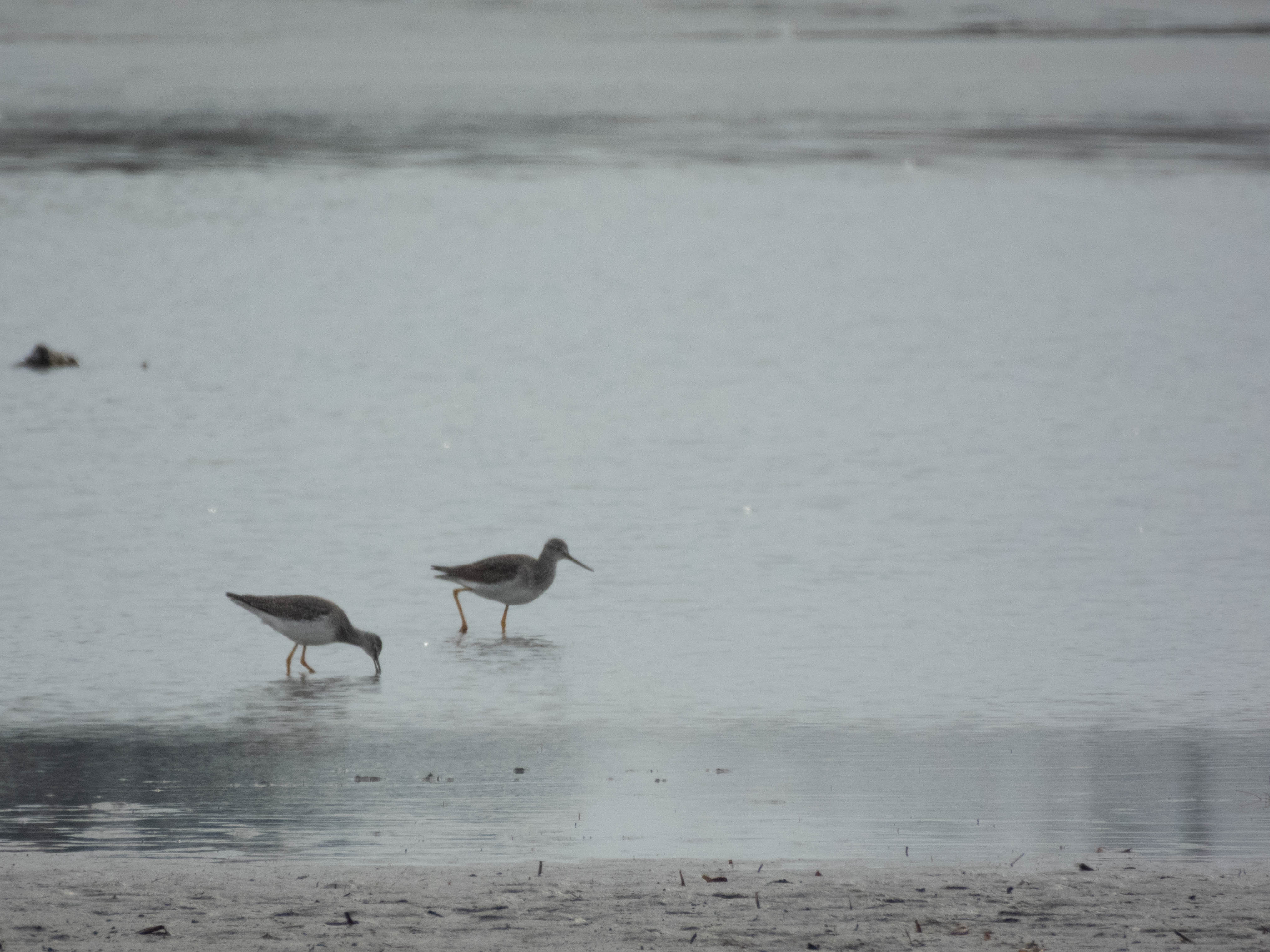 Unedited version of Greater Yellowlegs again