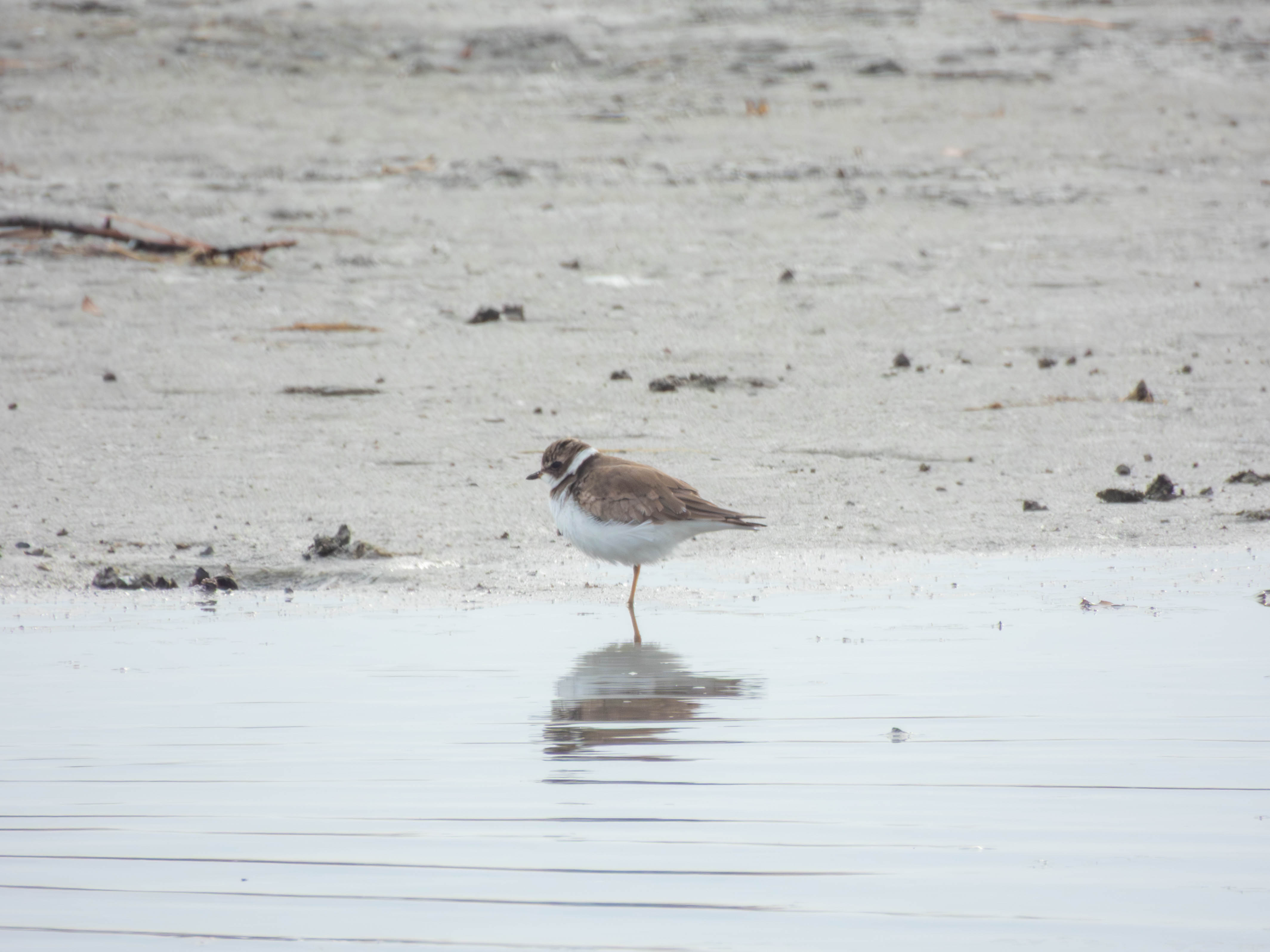 Semipalmated Plover