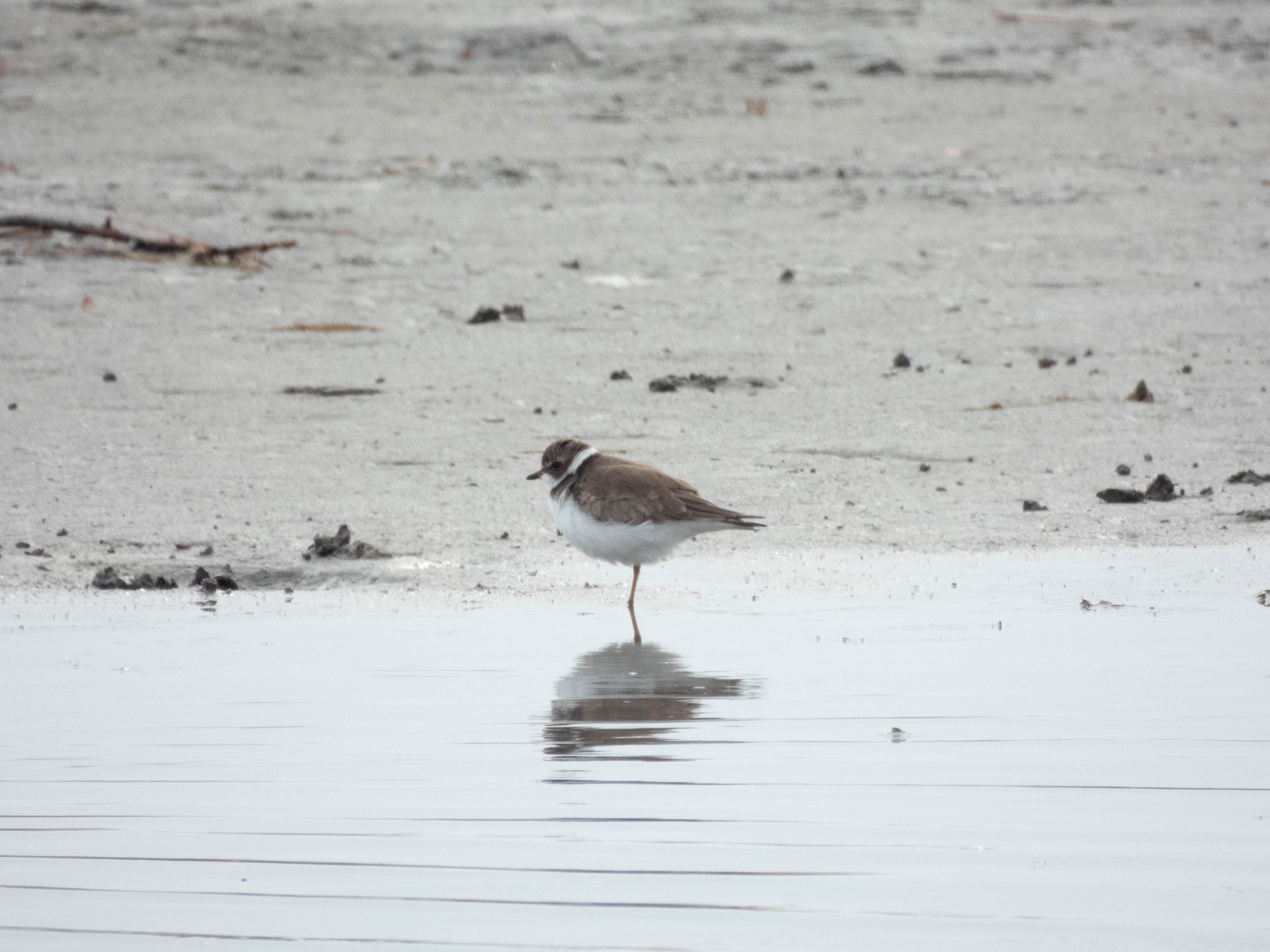 Unedited version of Semipalmated Plover