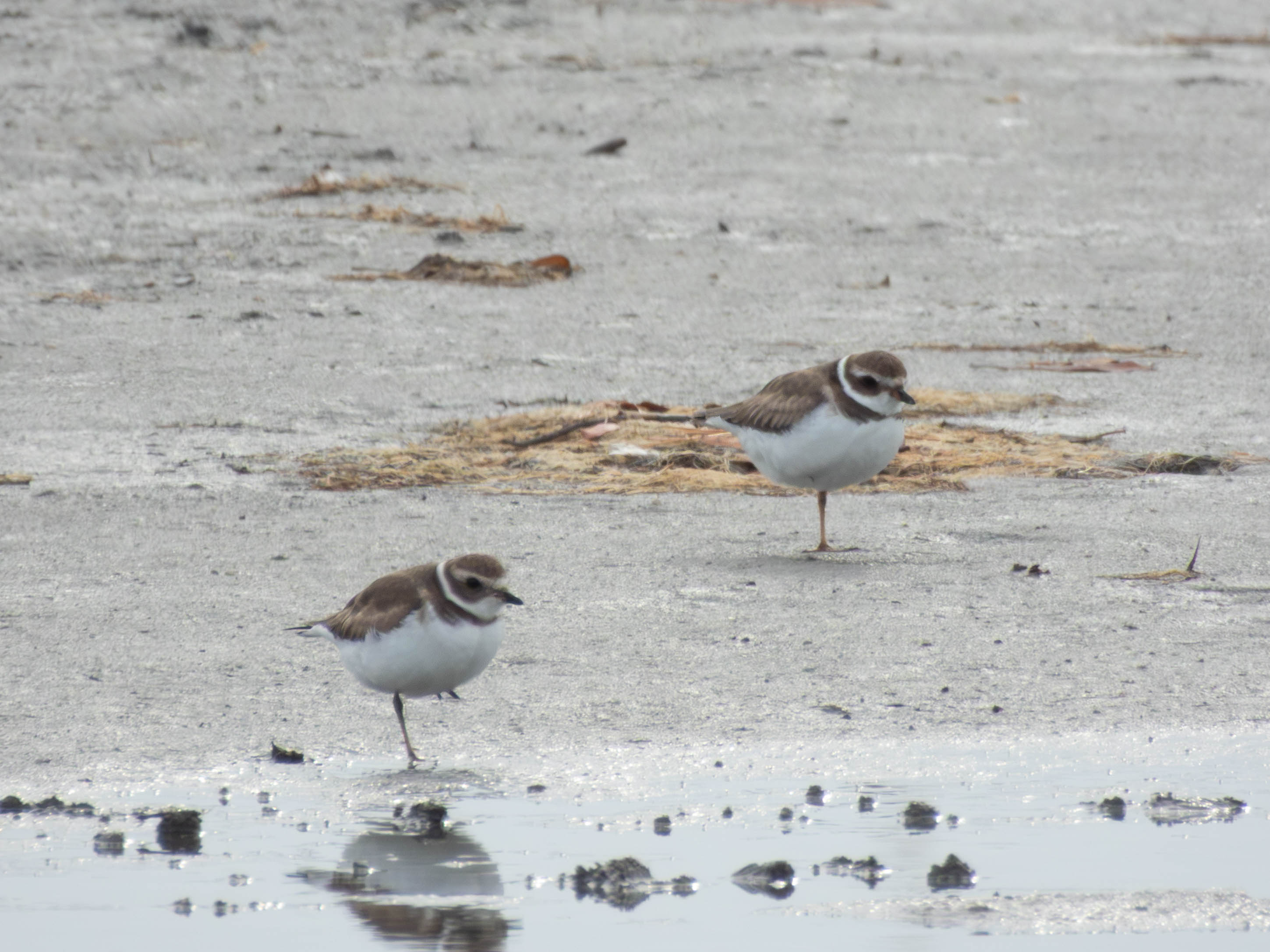 Pair of Semipalmated Plovers