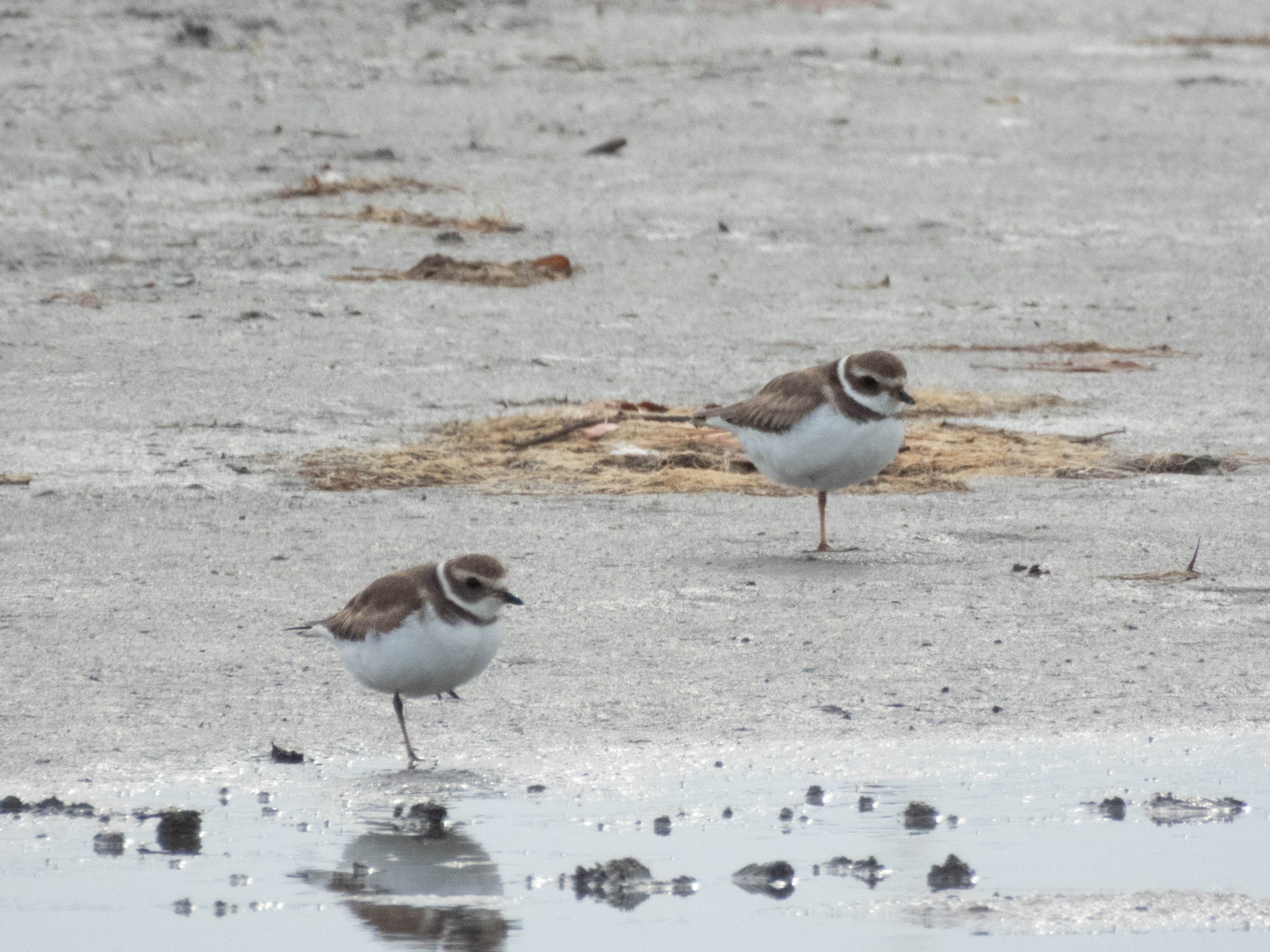 Unedited version of Pair of Semipalmated Plovers