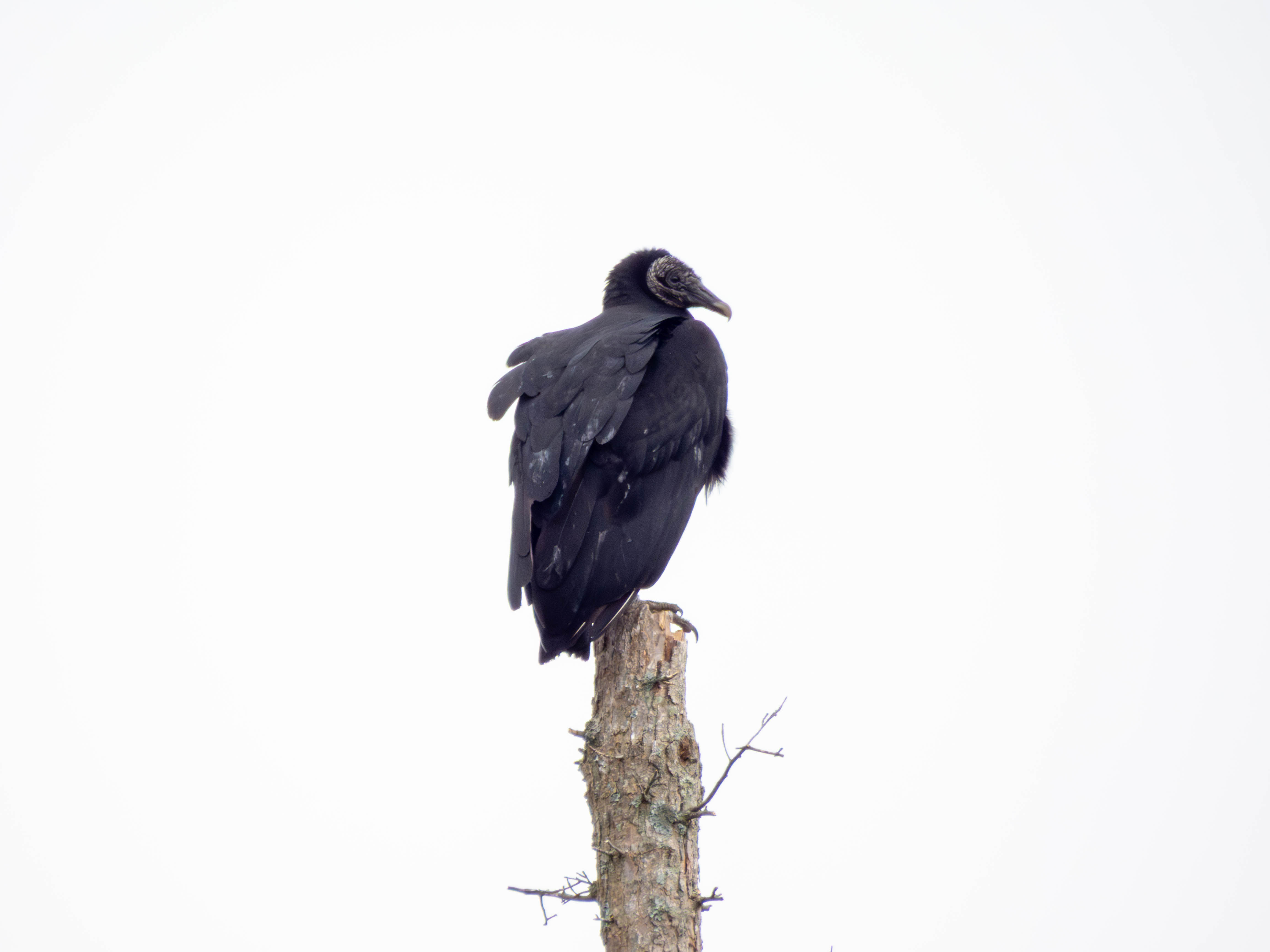 Black Vulture