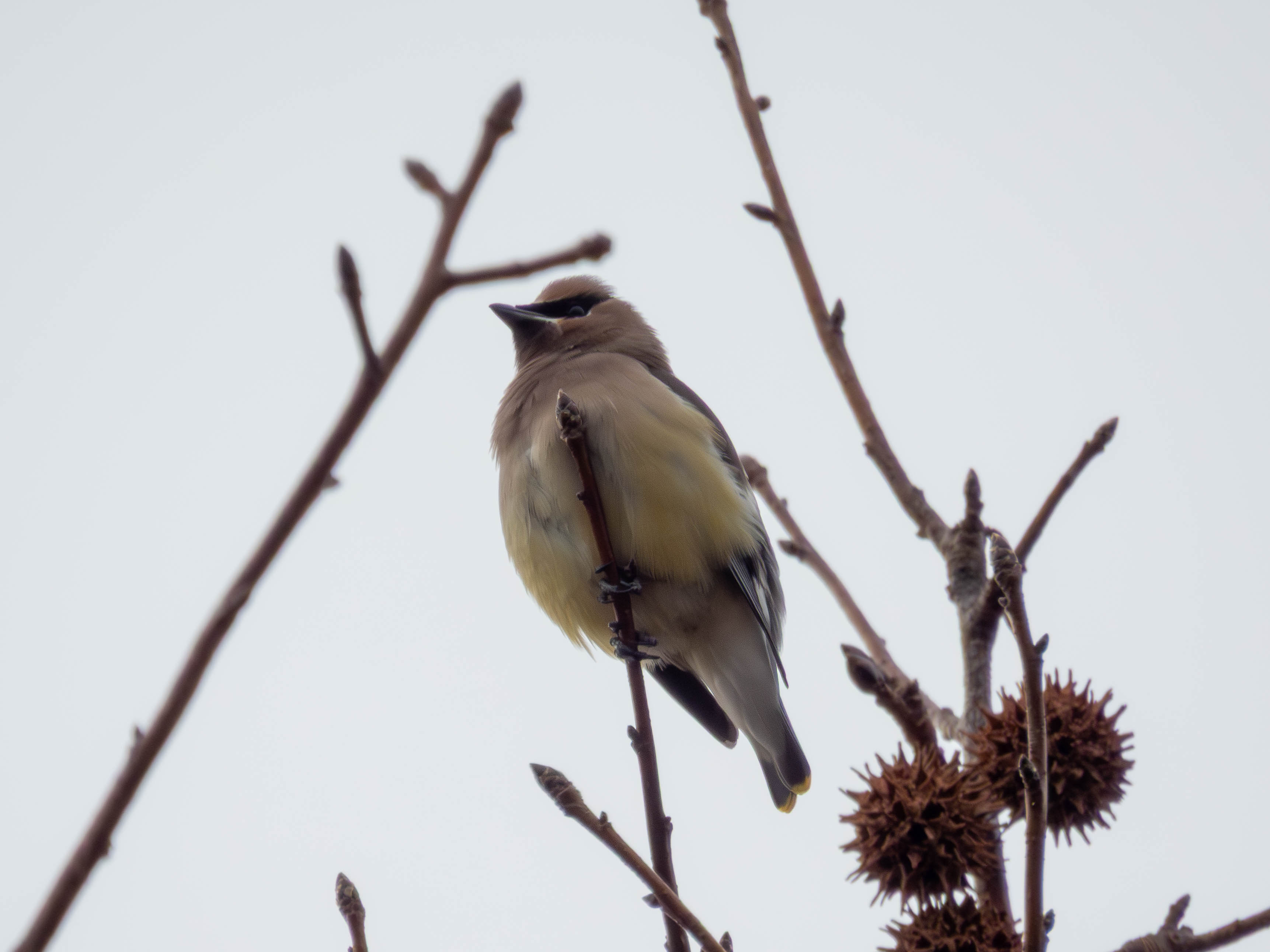 Cedar Waxwing