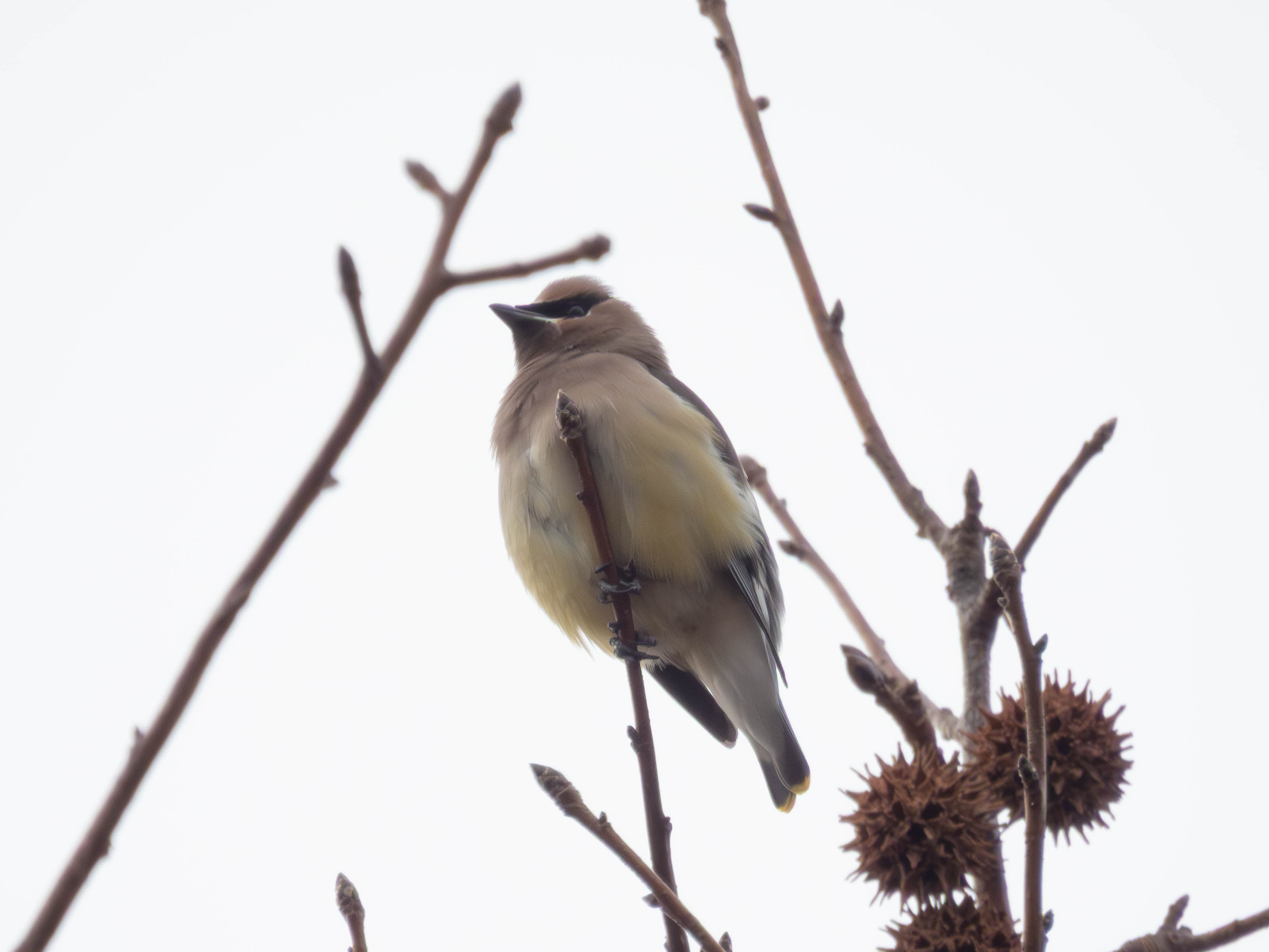 Unedited version of Cedar Waxwing