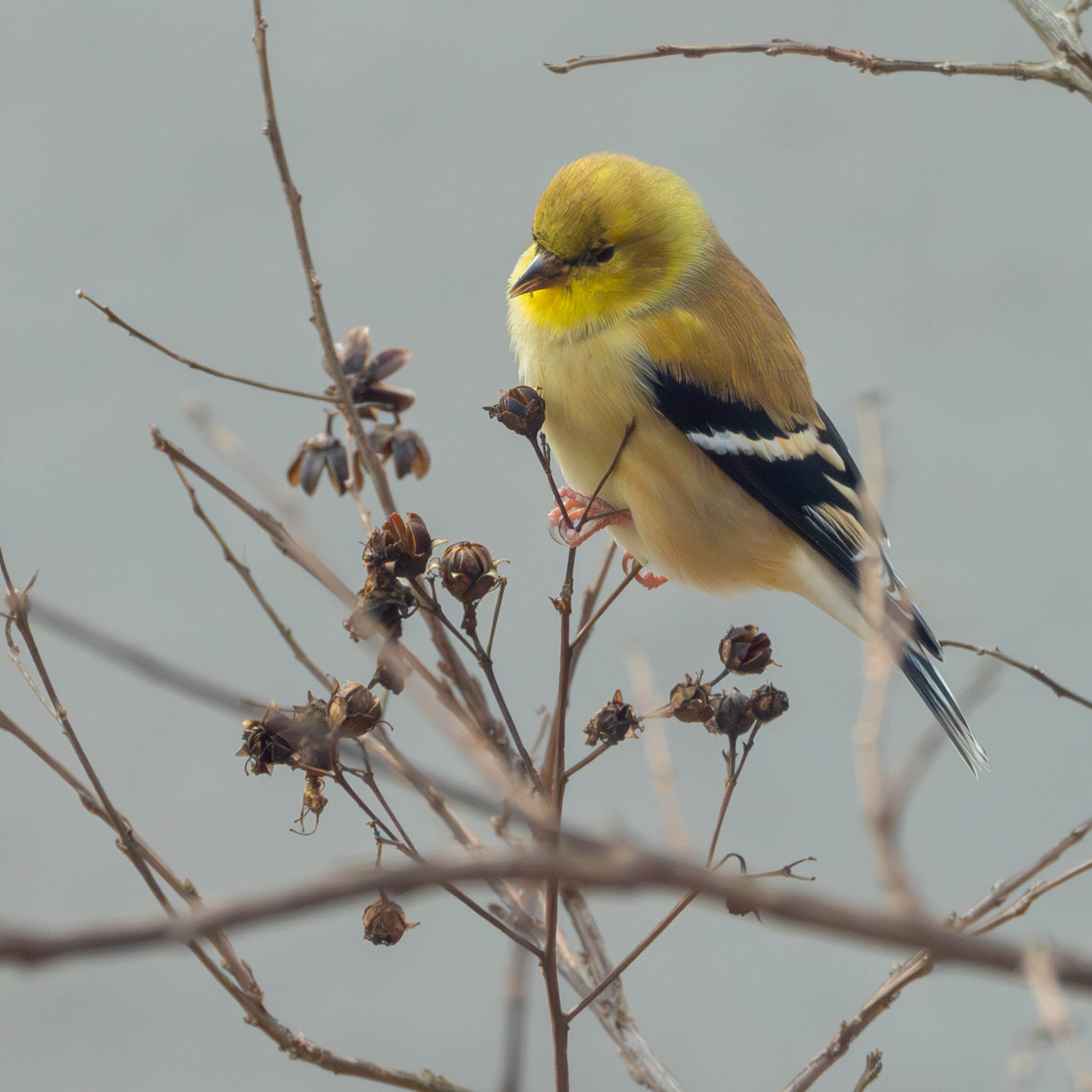 Goldfinch