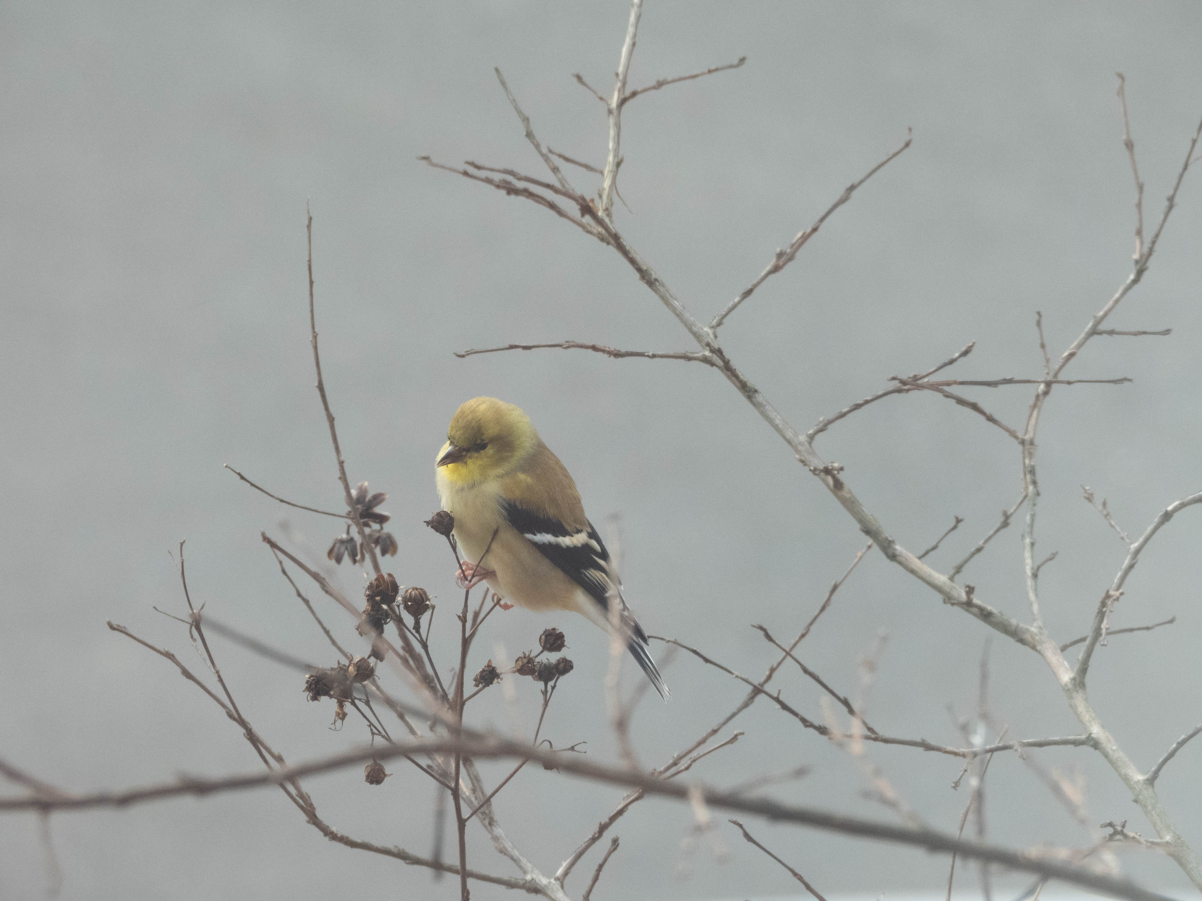 Unedited version of Goldfinch