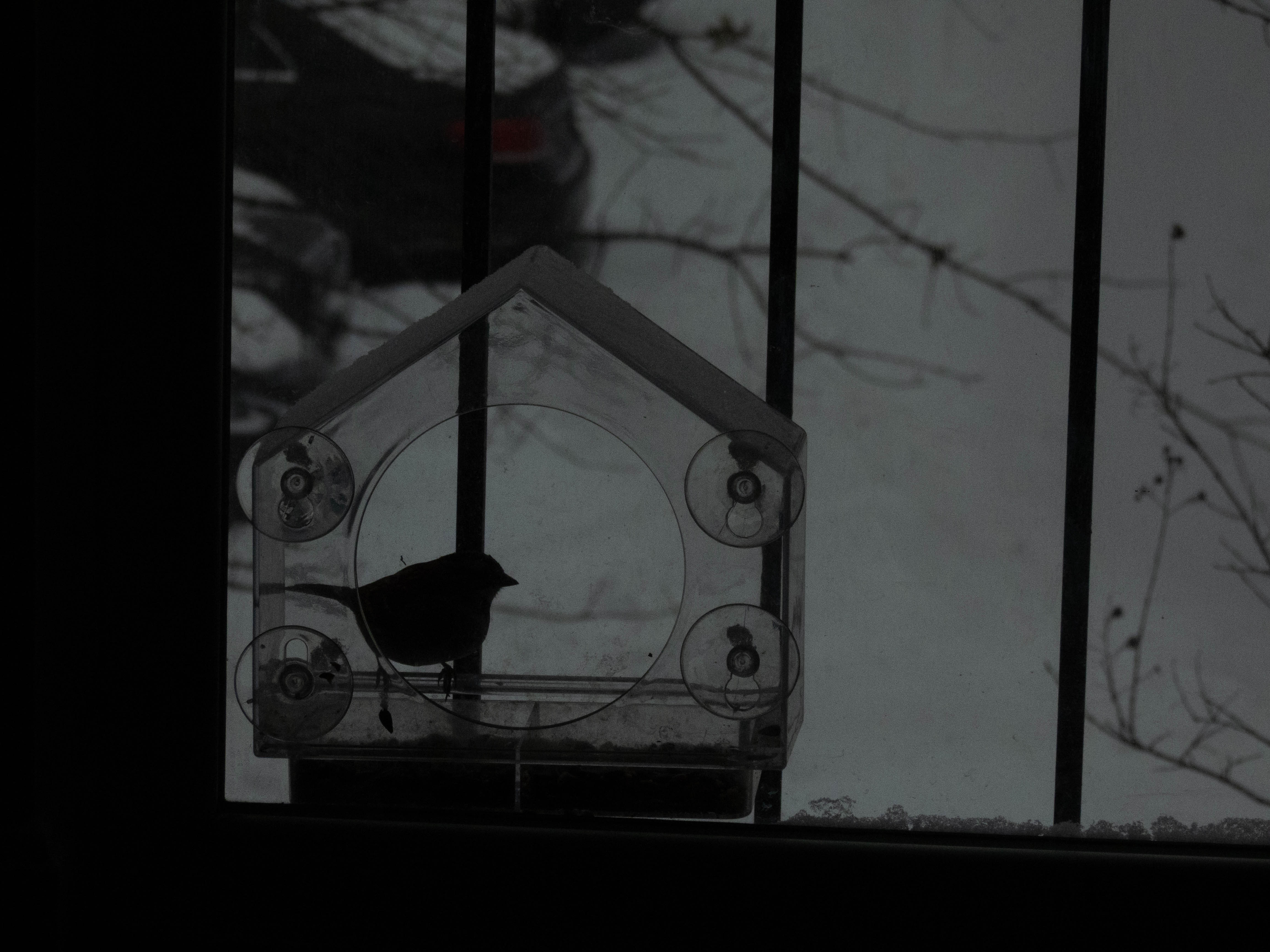 Unedited version of Bird feeder