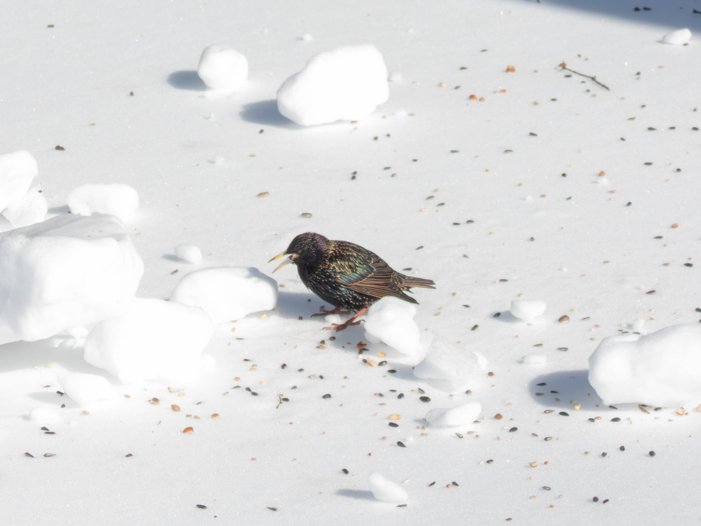 European Starling in the snow