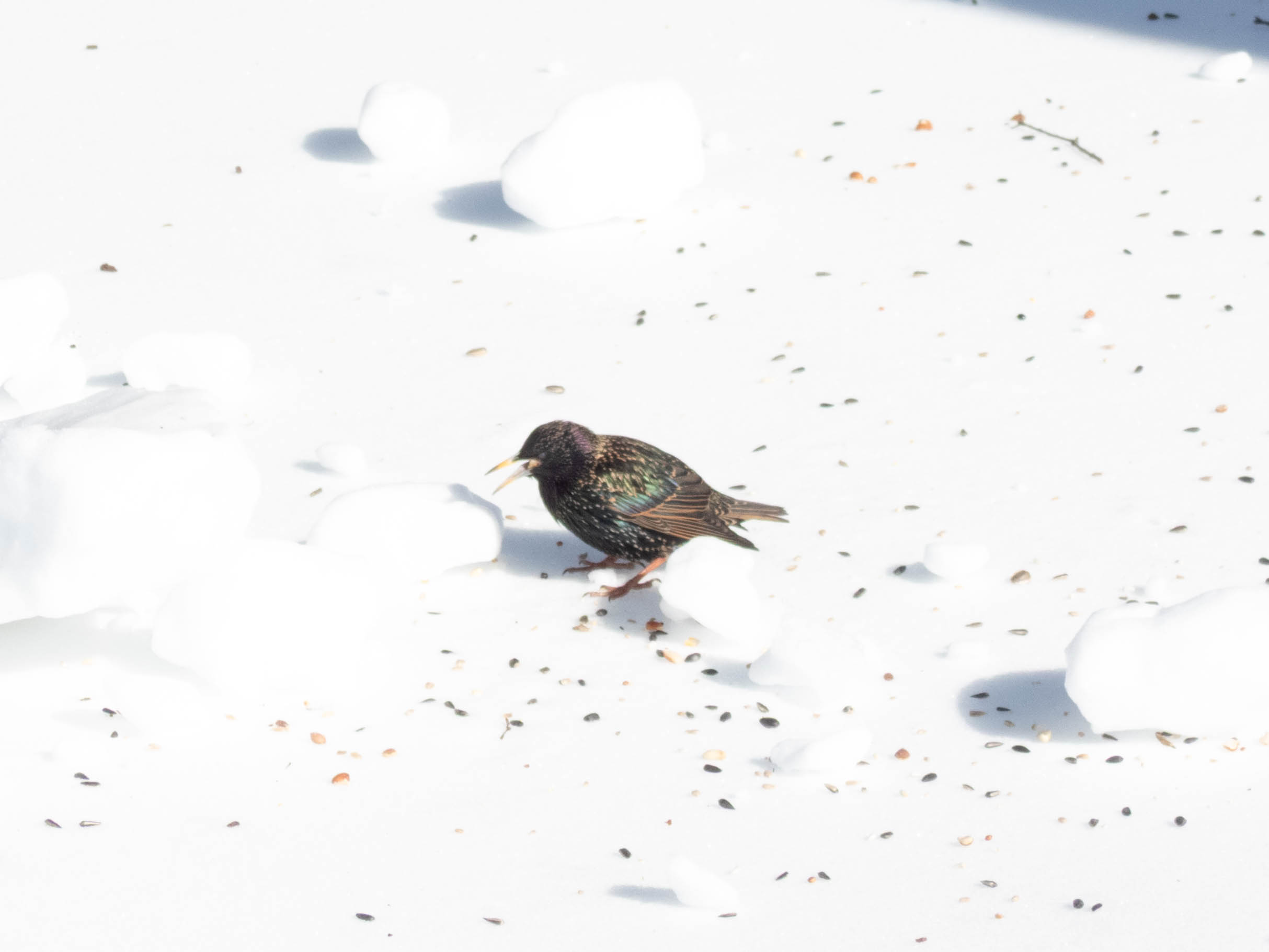 Unedited version of European Starling in the snow