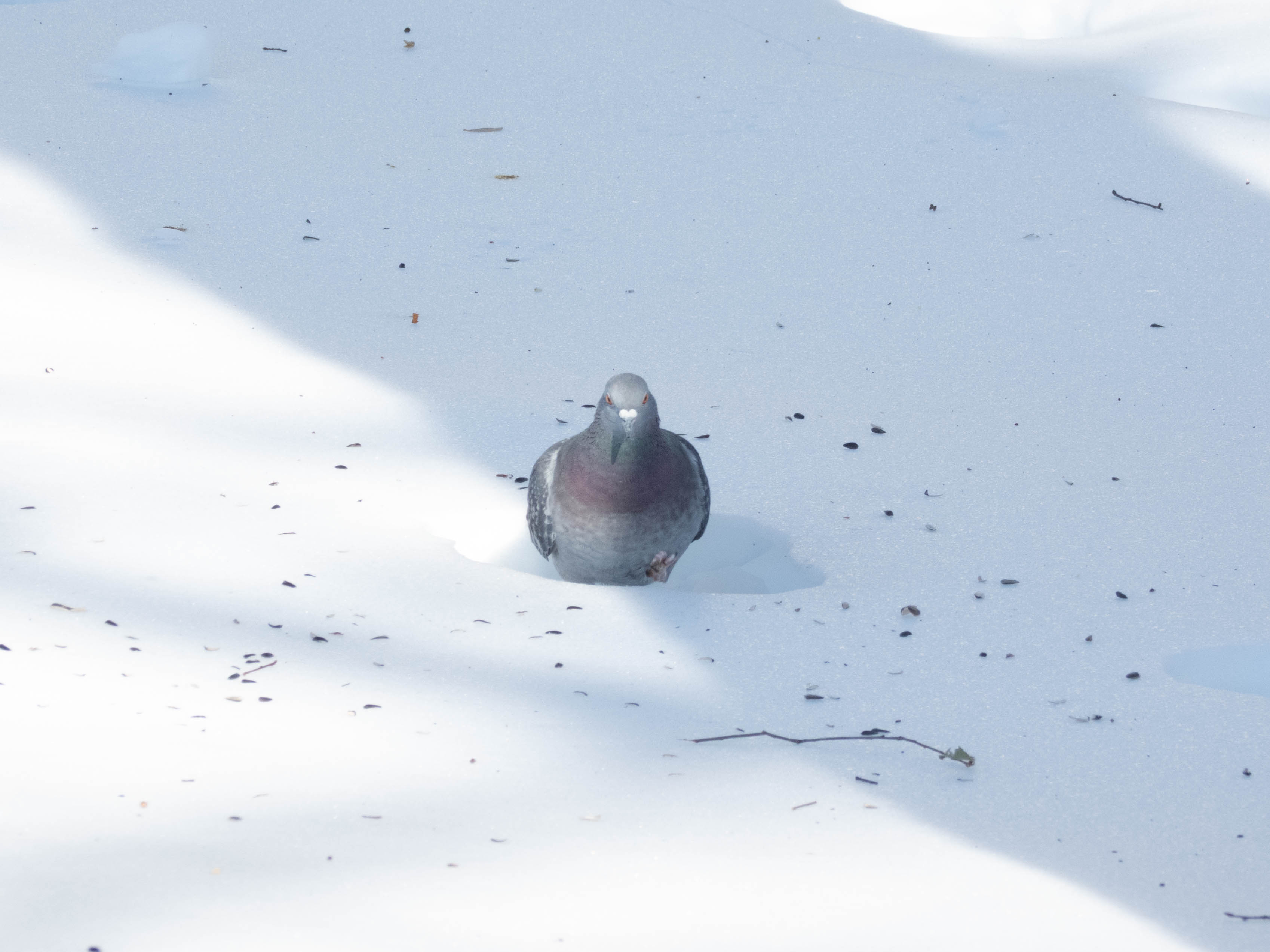 Unedited version of Pigeon