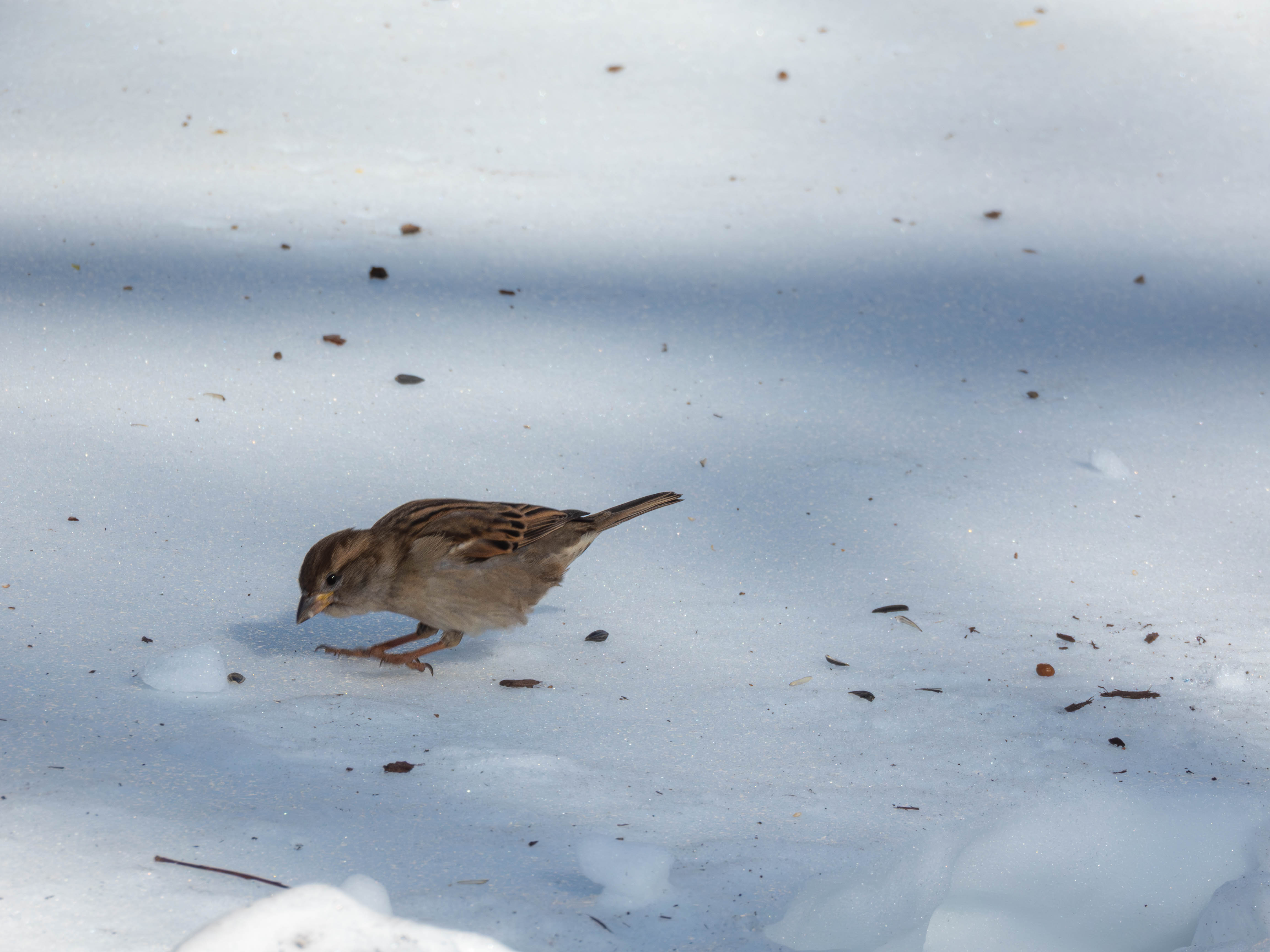 House Sparrow landing