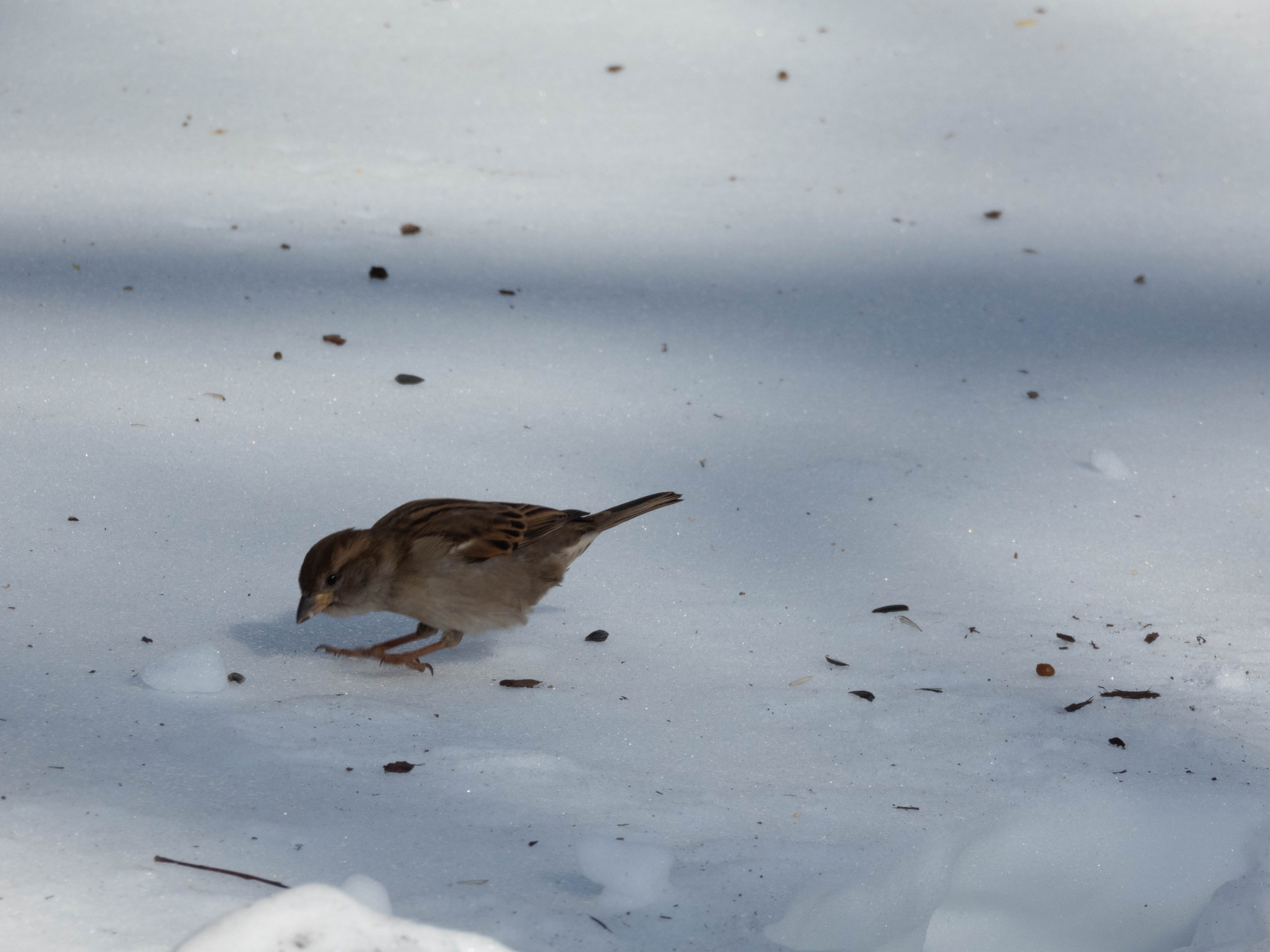 Unedited version of House Sparrow landing